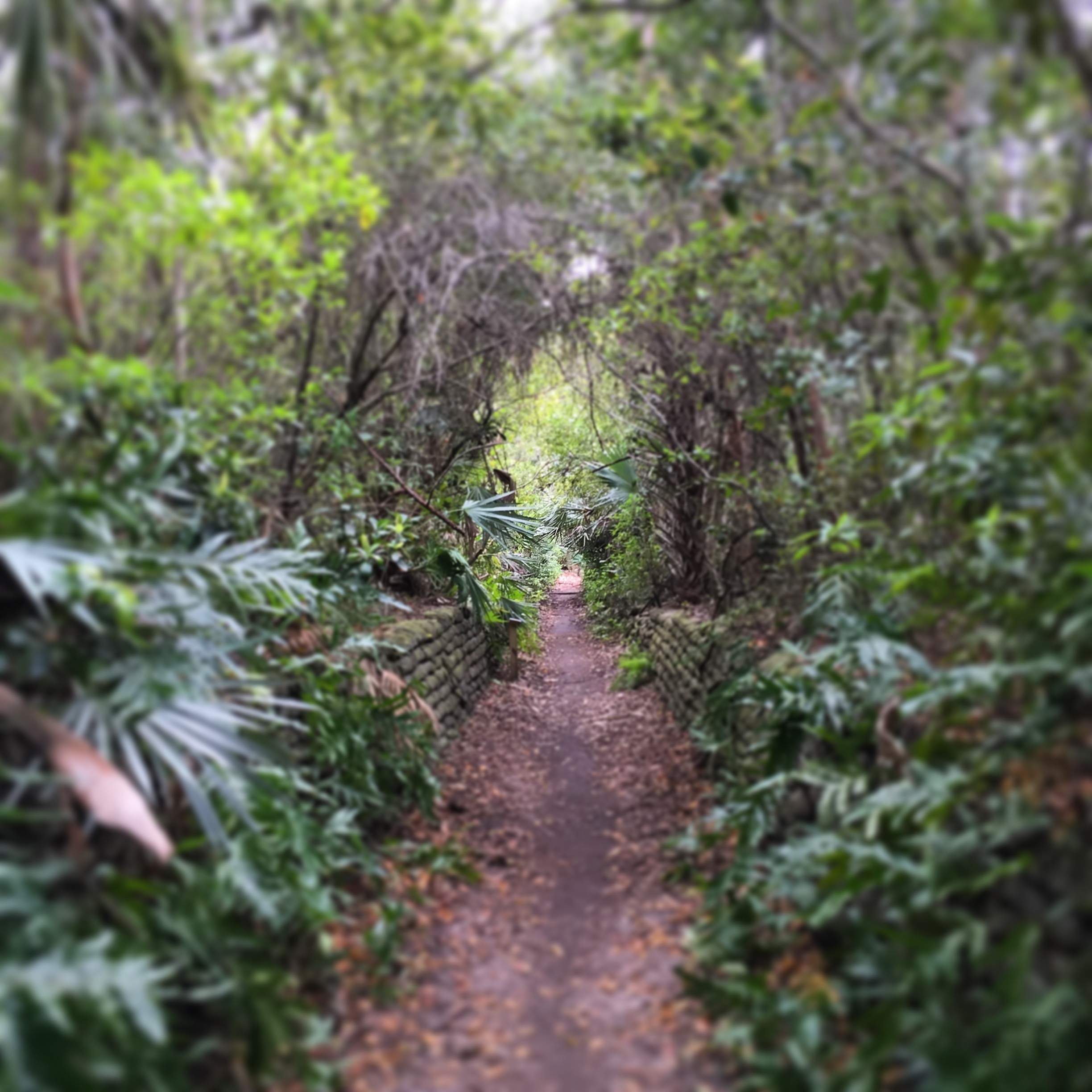 Pathway Environment Plants Trees 2448x2448