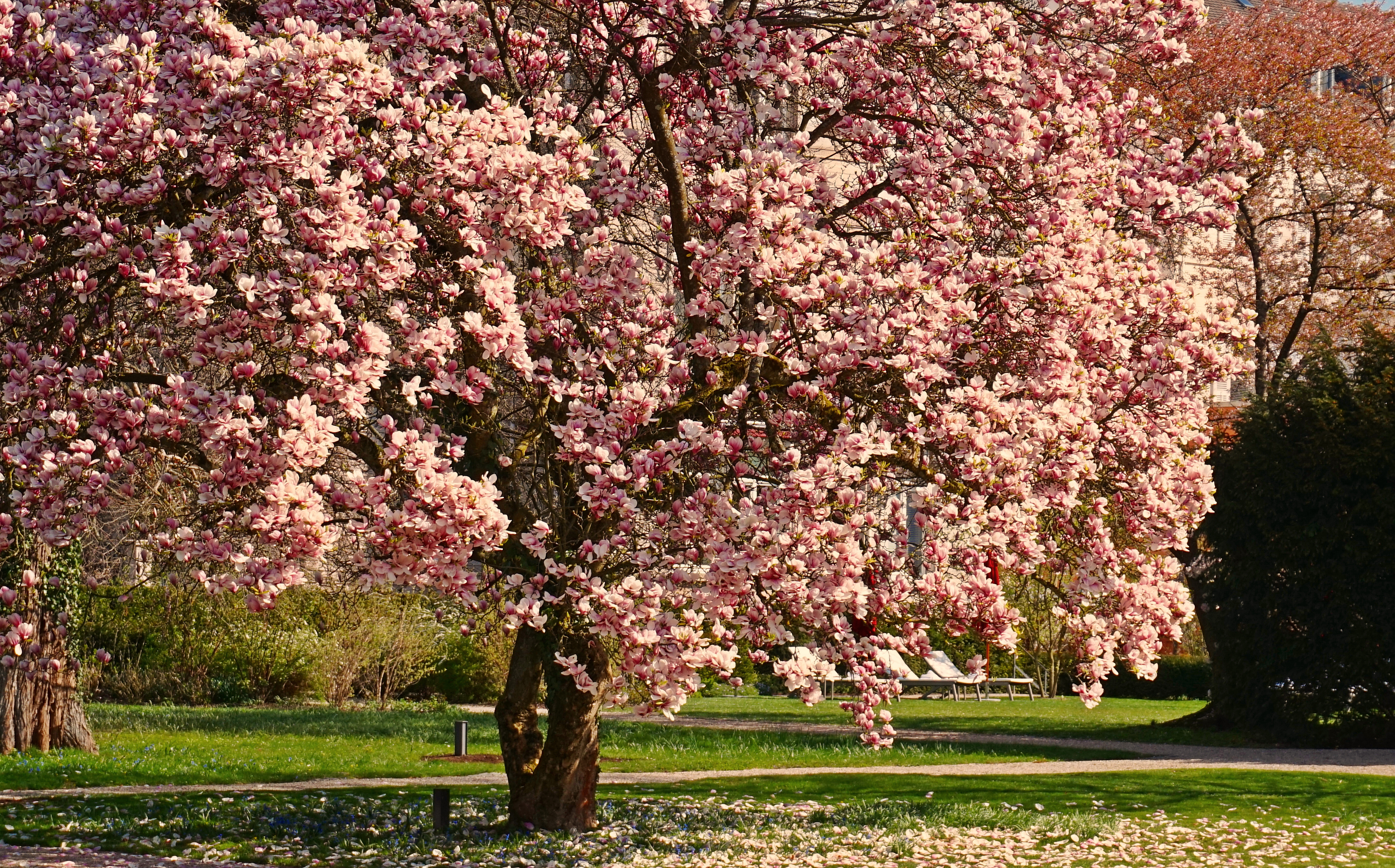 Earth Tree Spring Blossom Magnolia Pink Flower 4820x3000
