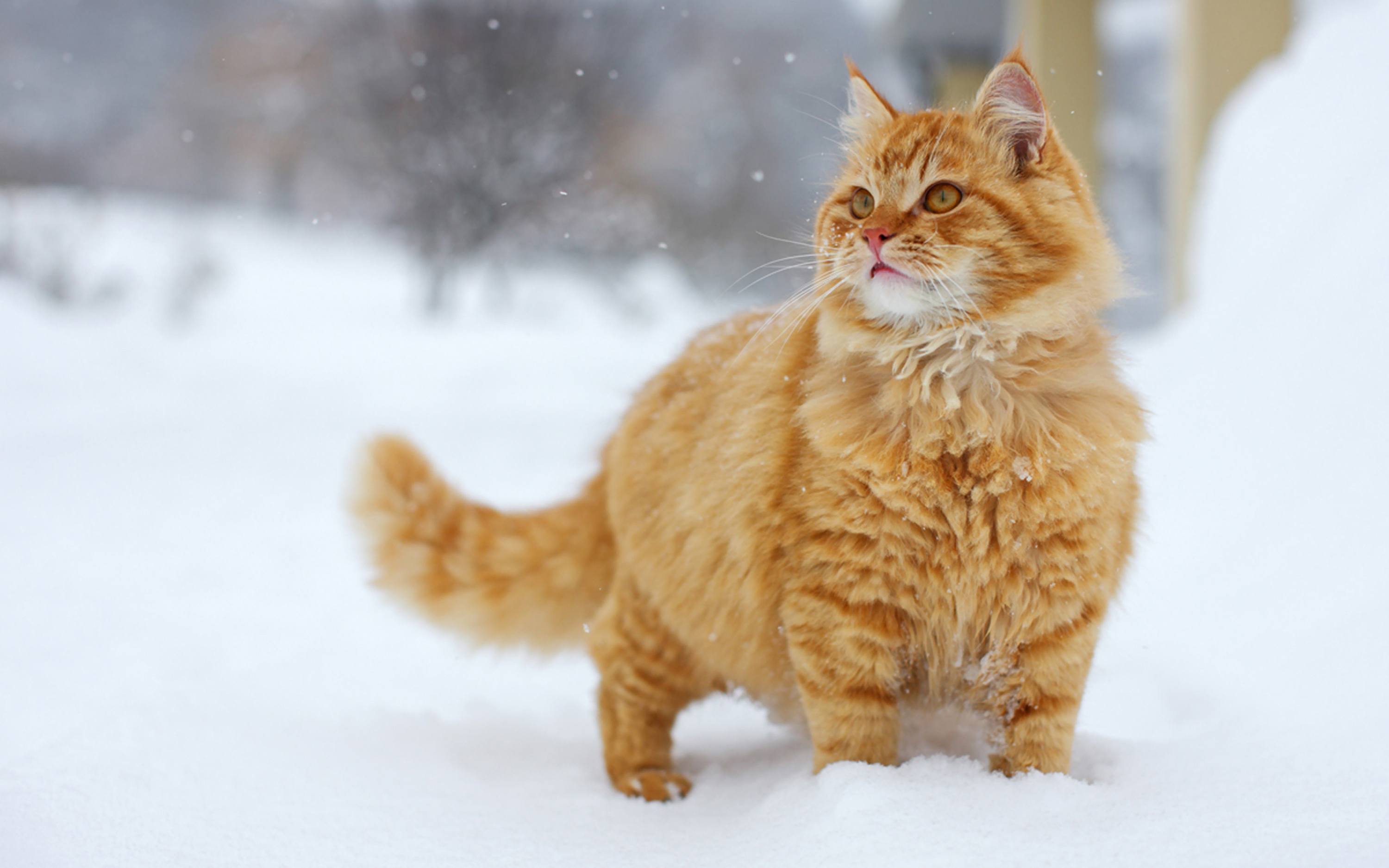 Winter Snow Animal Cat Tabby Cat 3000x1875