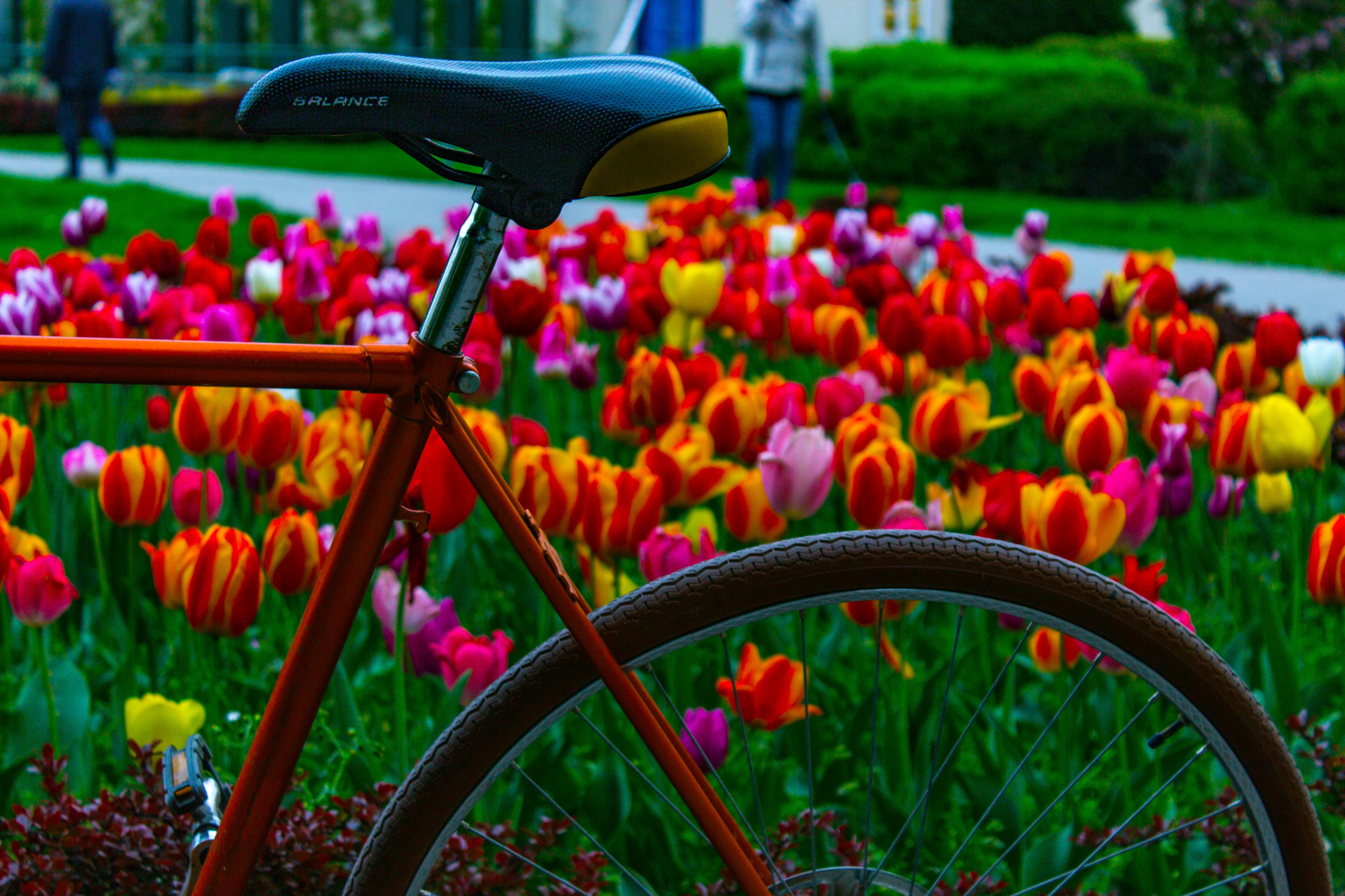 Flowers Bicycle Tulips Colorful Fixie 5184x3456