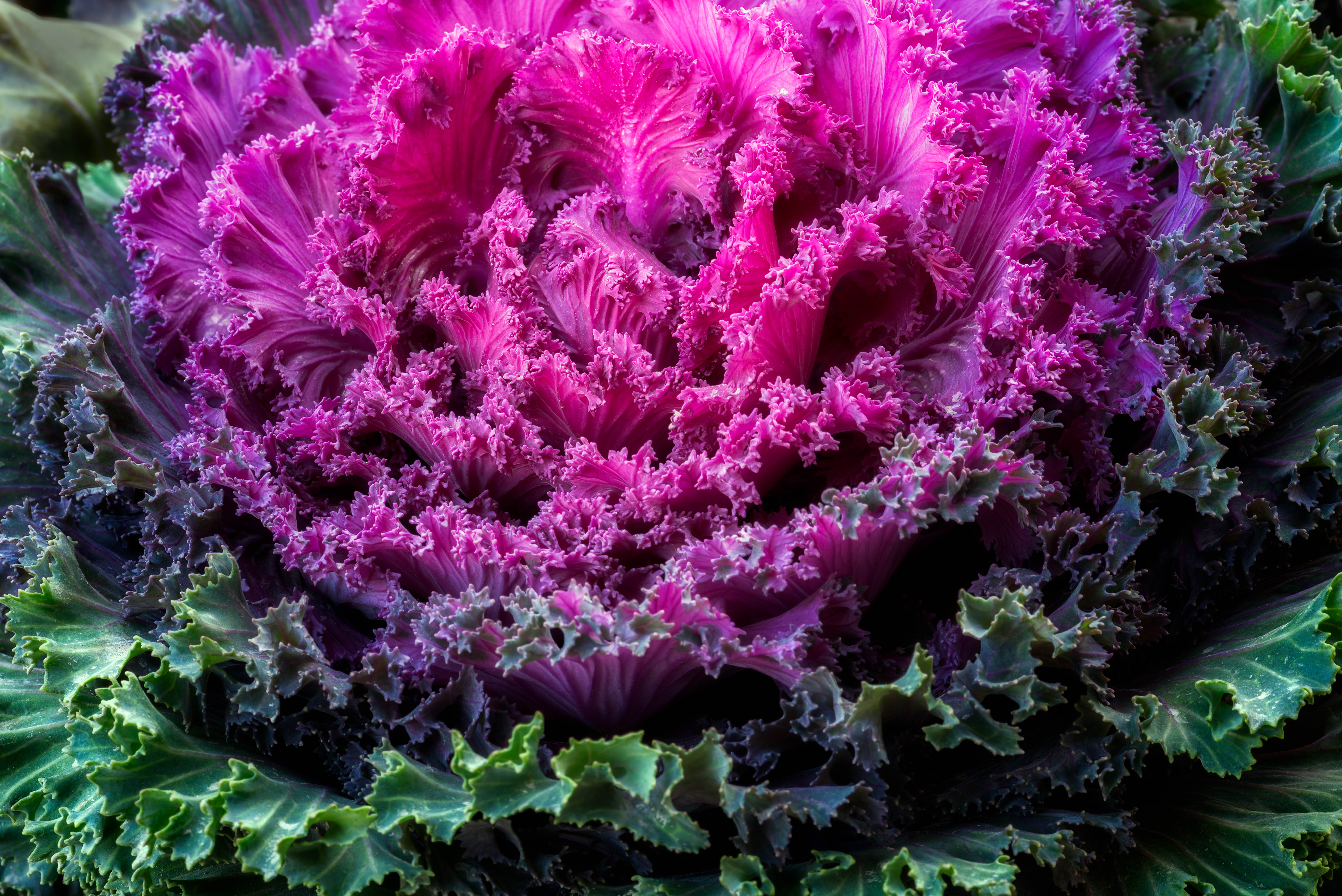 Kale Cabbage Food Purple Colorful Vegetable 6016x4016