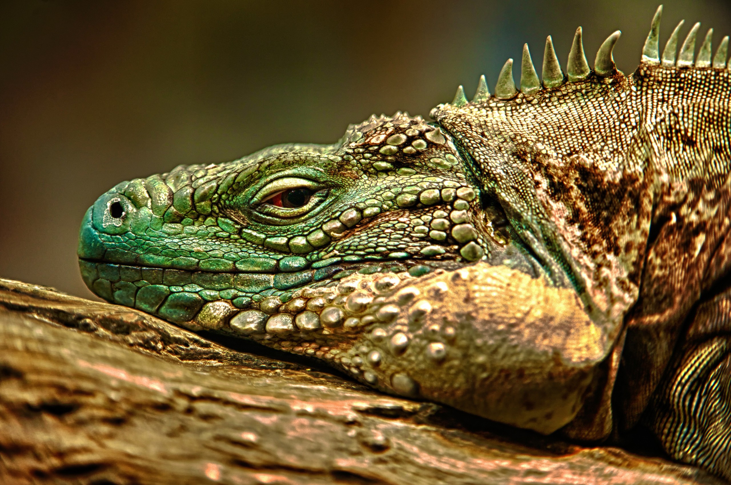 Macro Animals Lizards Reptiles Green Nature Scales Lizard Scales Red Eyes Closeup 2560x1700