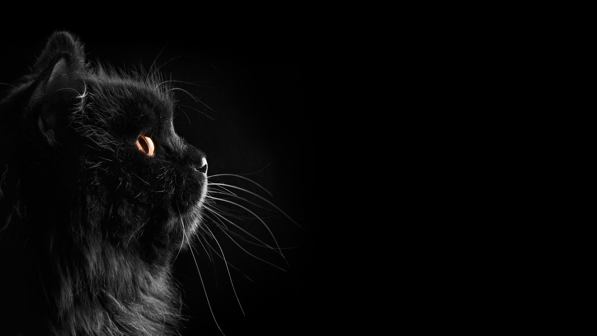 Cats Black Cats Black Dark Selective Coloring Black Background ...
