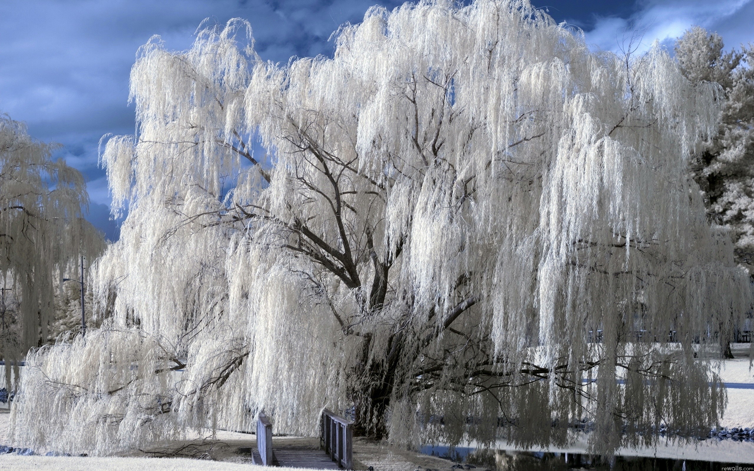 Trees Willows Frost Nature 2560x1600
