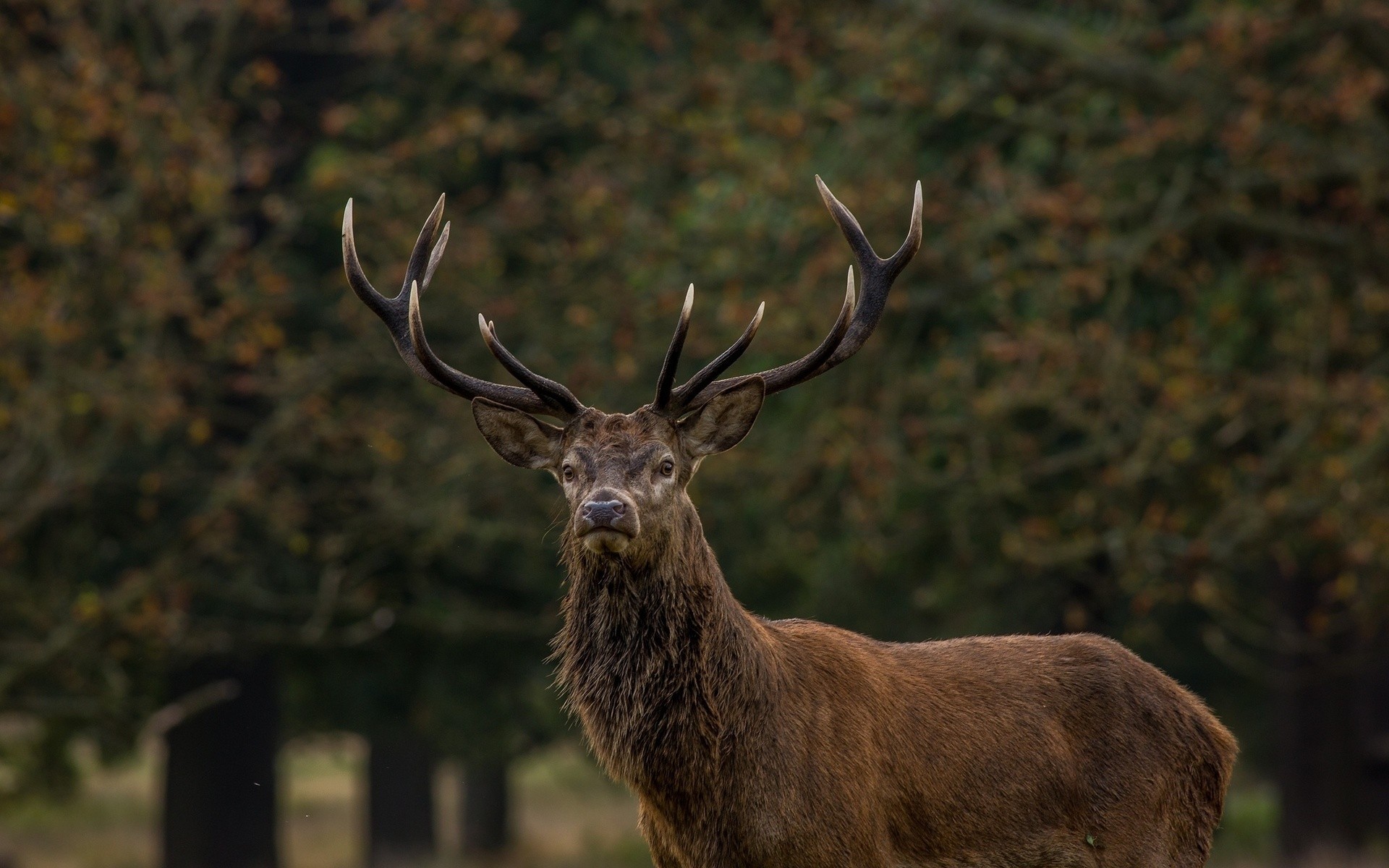 Animals Stags Deer Mammals Wildlife 1920x1200