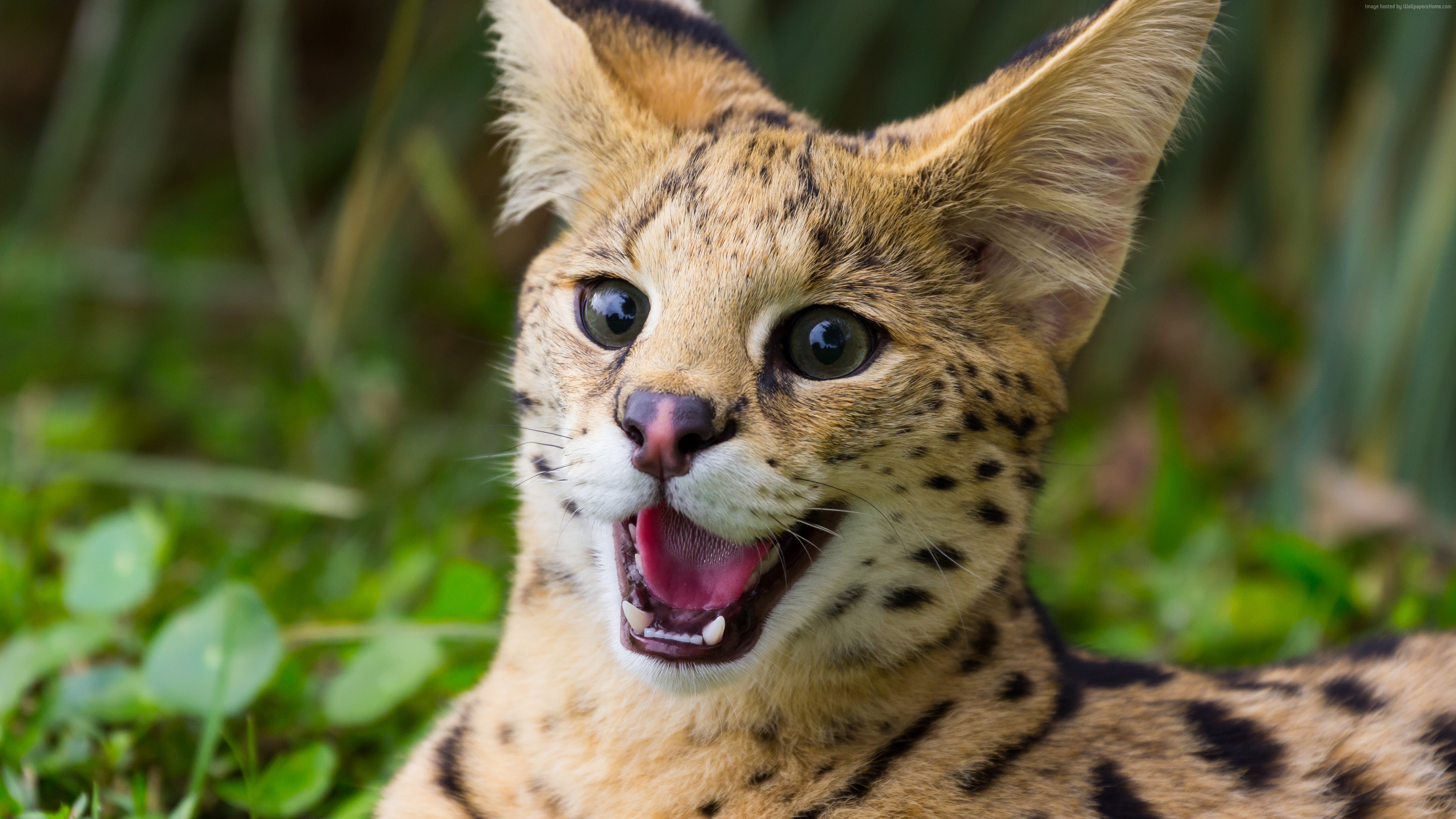 Cats Animals Serval 3840x2160