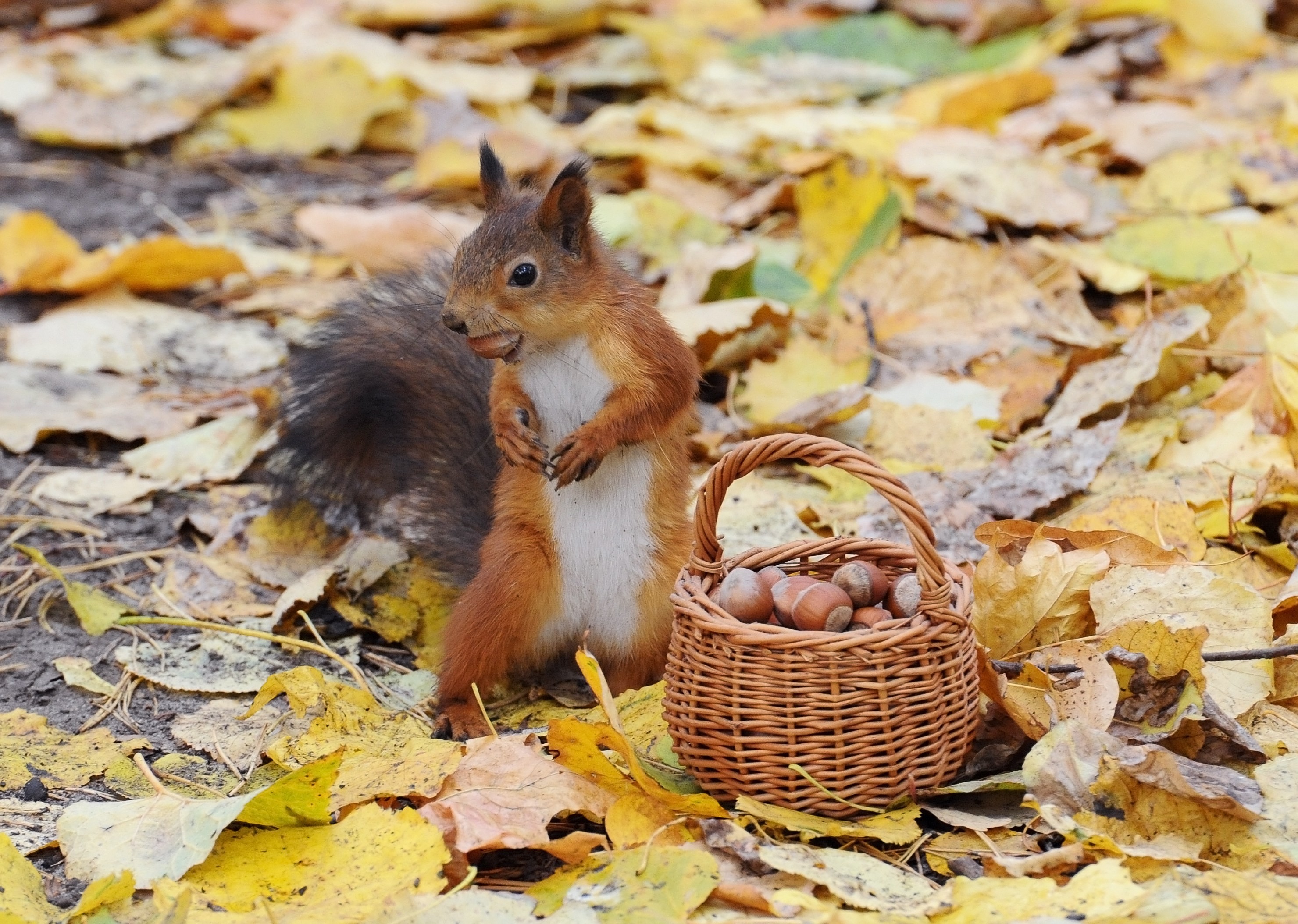 Animals Nature Baskets Acorns Squirrel Leaves 2960x2108