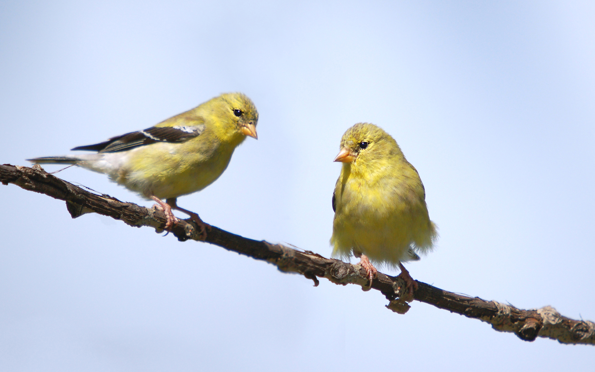 Animal Goldfinch 1920x1200