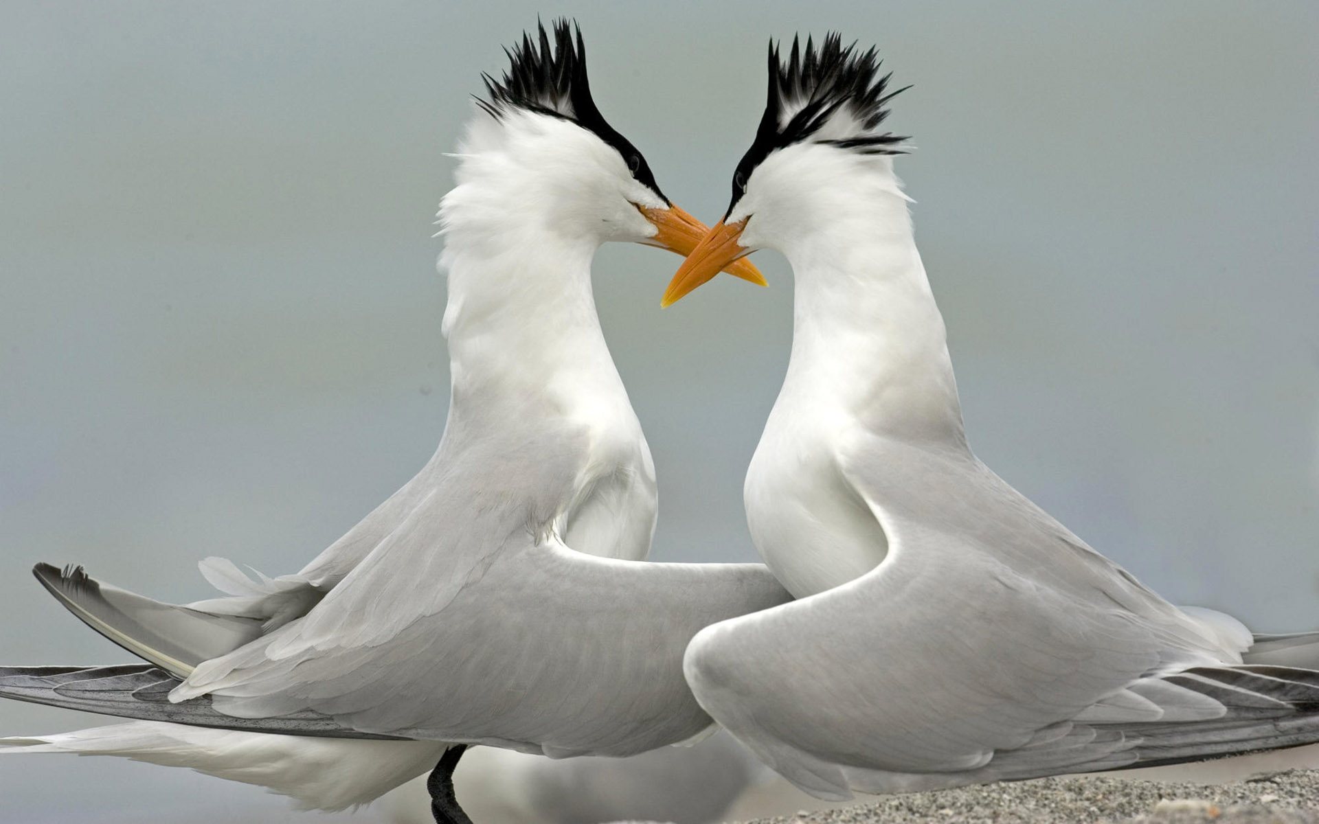 Animal Tern 1920x1200