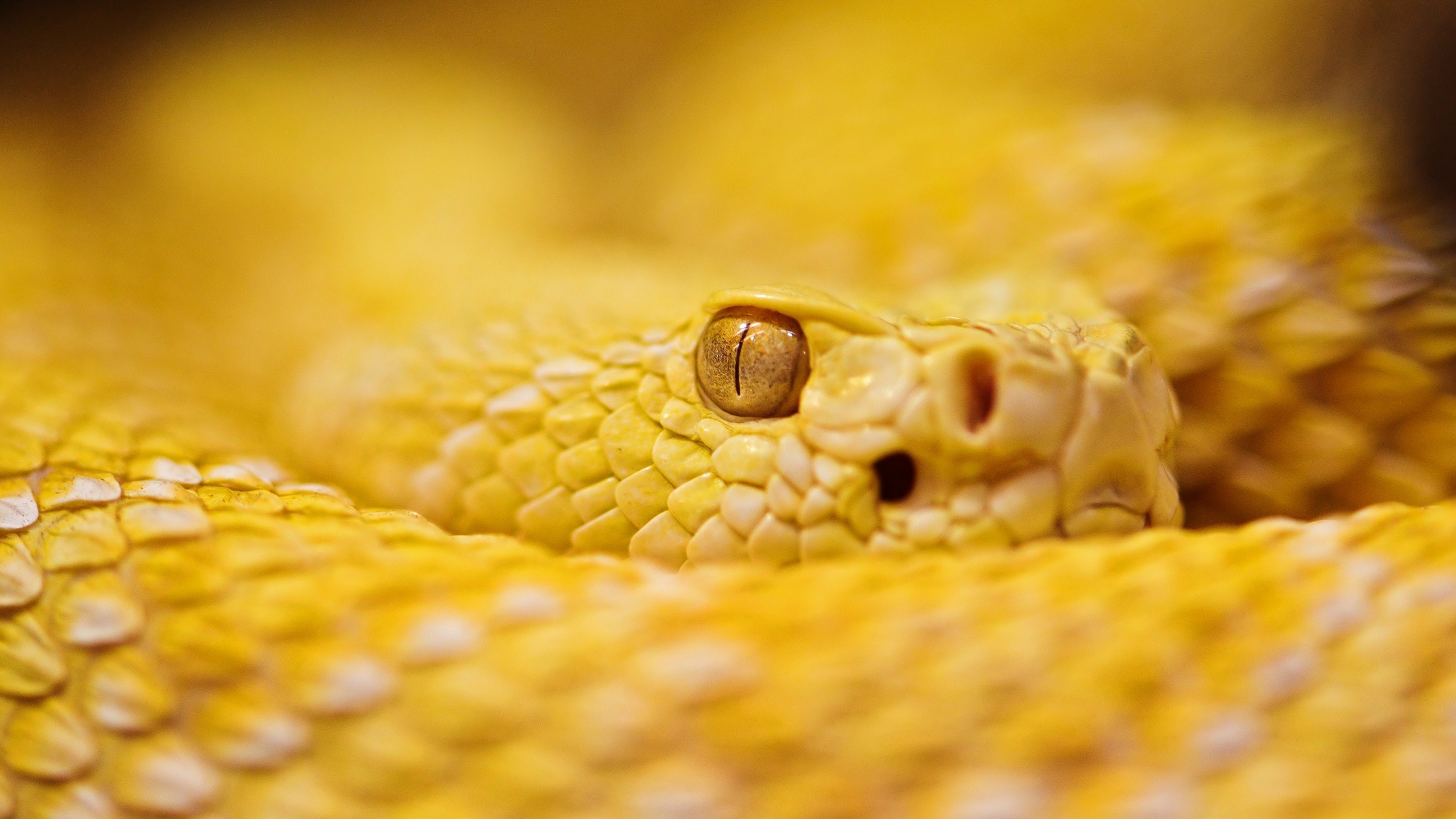 Snake Reptiles Green Eyes Yellow Animals Scales Macro 2560x1440
