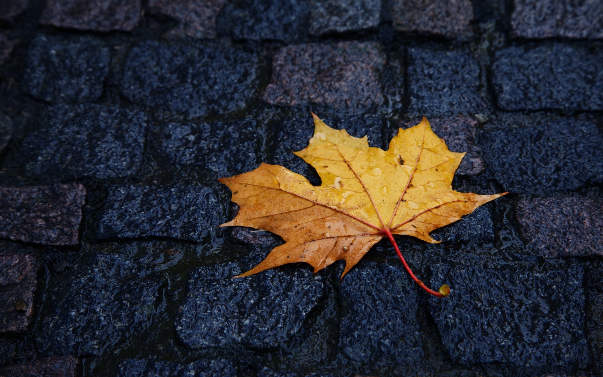 Macro Leaves Pavements Wet Street Yellow 1920x1200