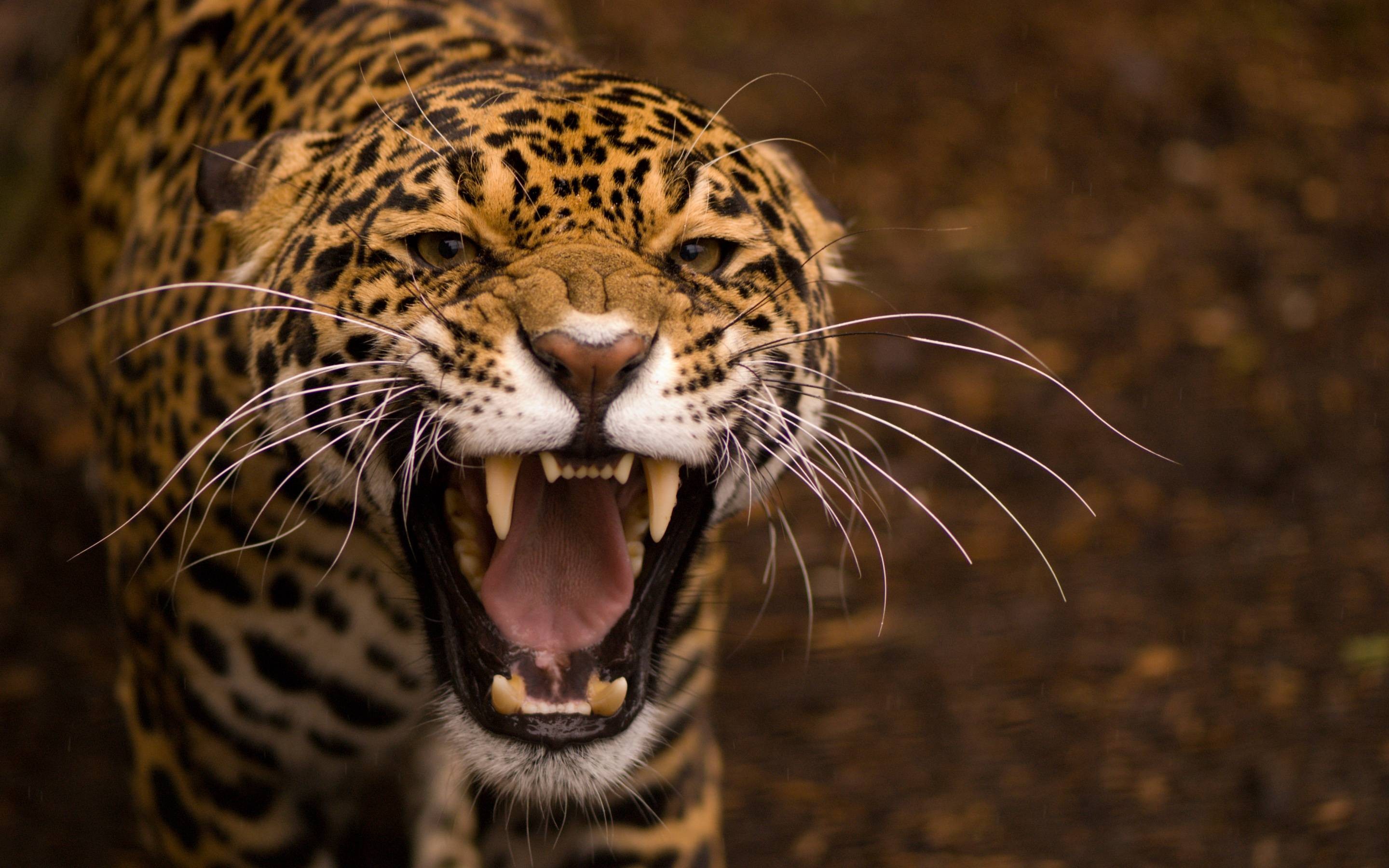 Animals Teeth Jaguar Jaguars Big Cats Nature Leopard 2880x1800
