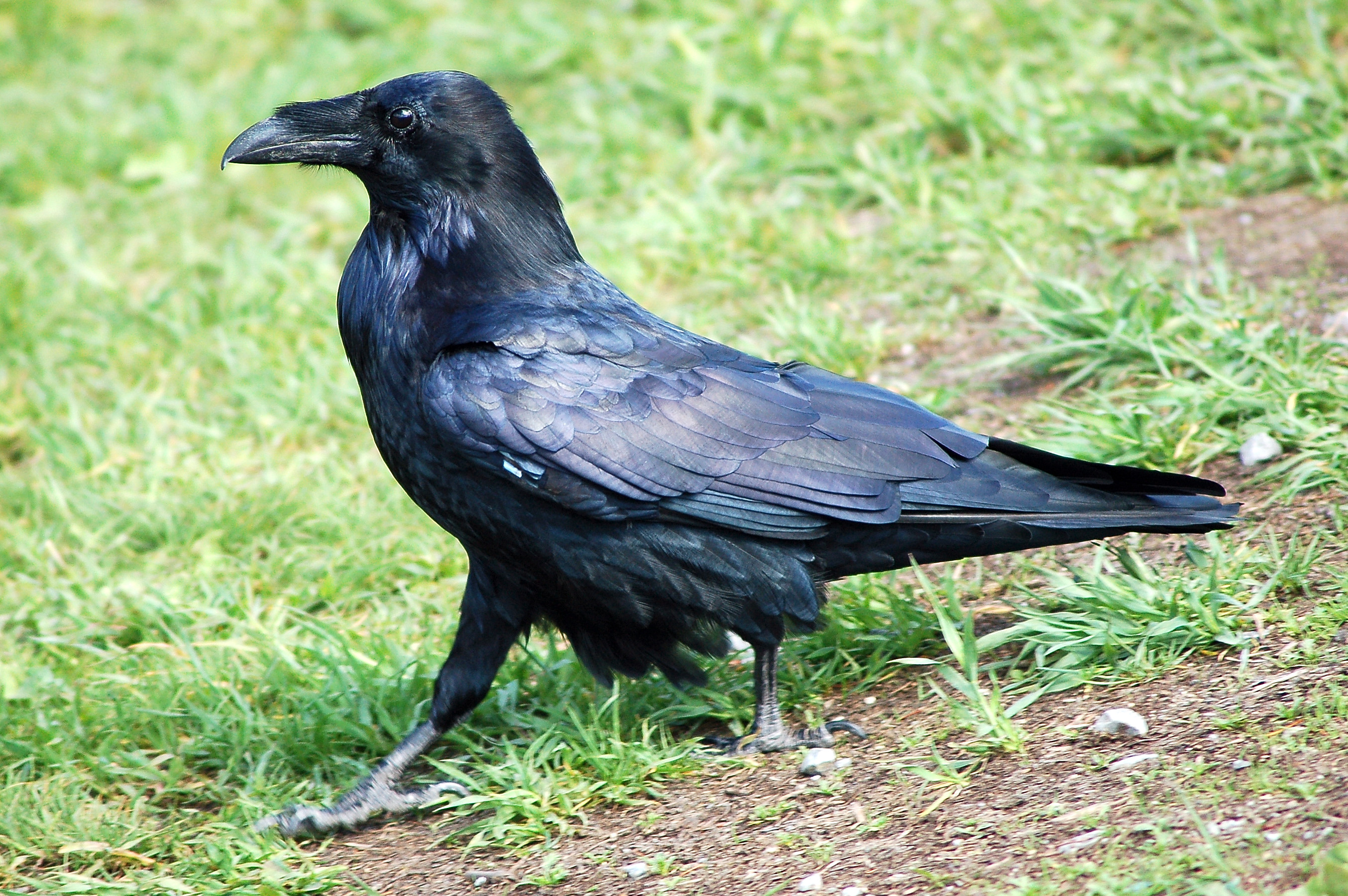 Animal Bird Raven Common Raven Black 2708x1801