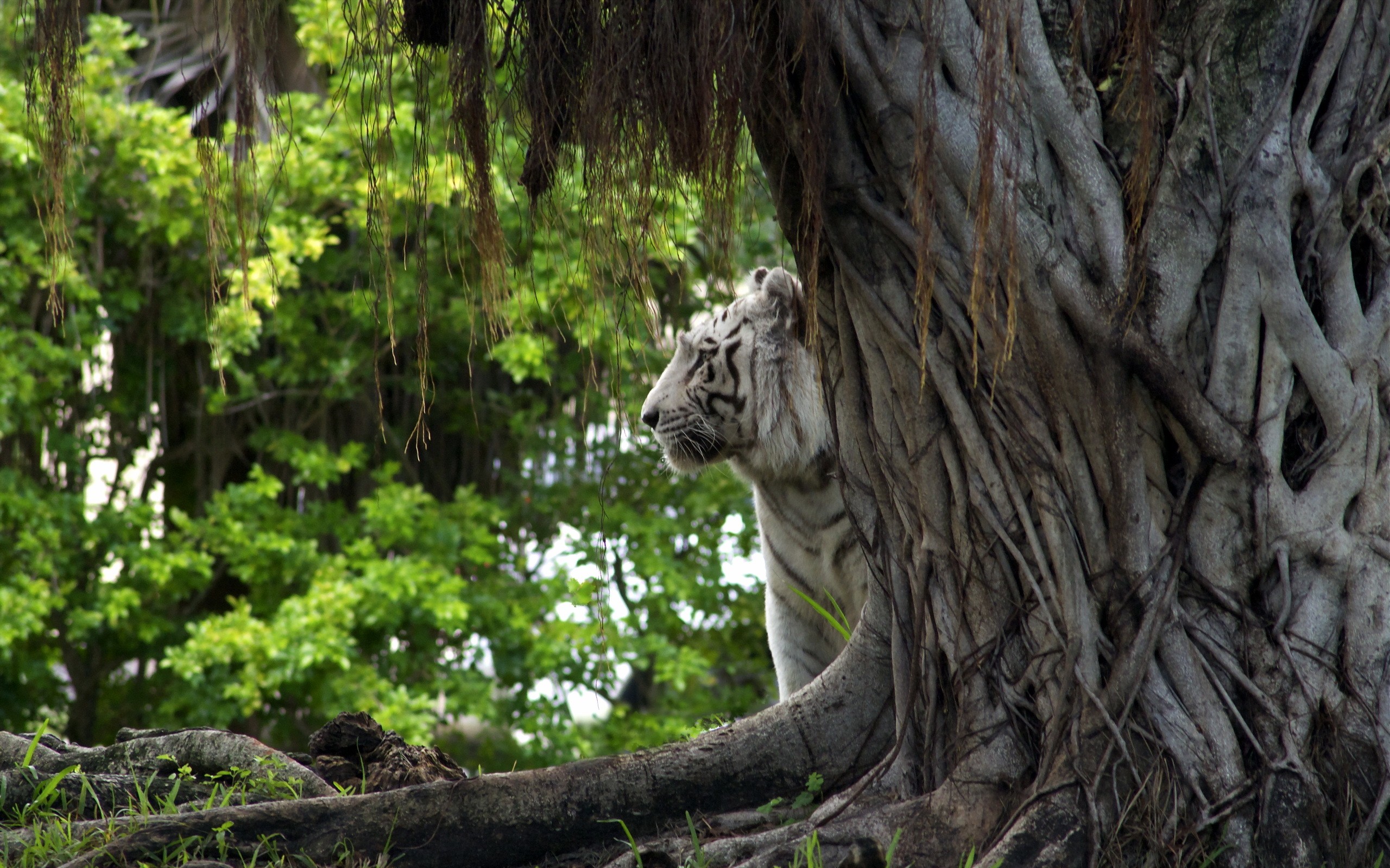 Animals Nature Tiger White Tigers Big Cats 2560x1600