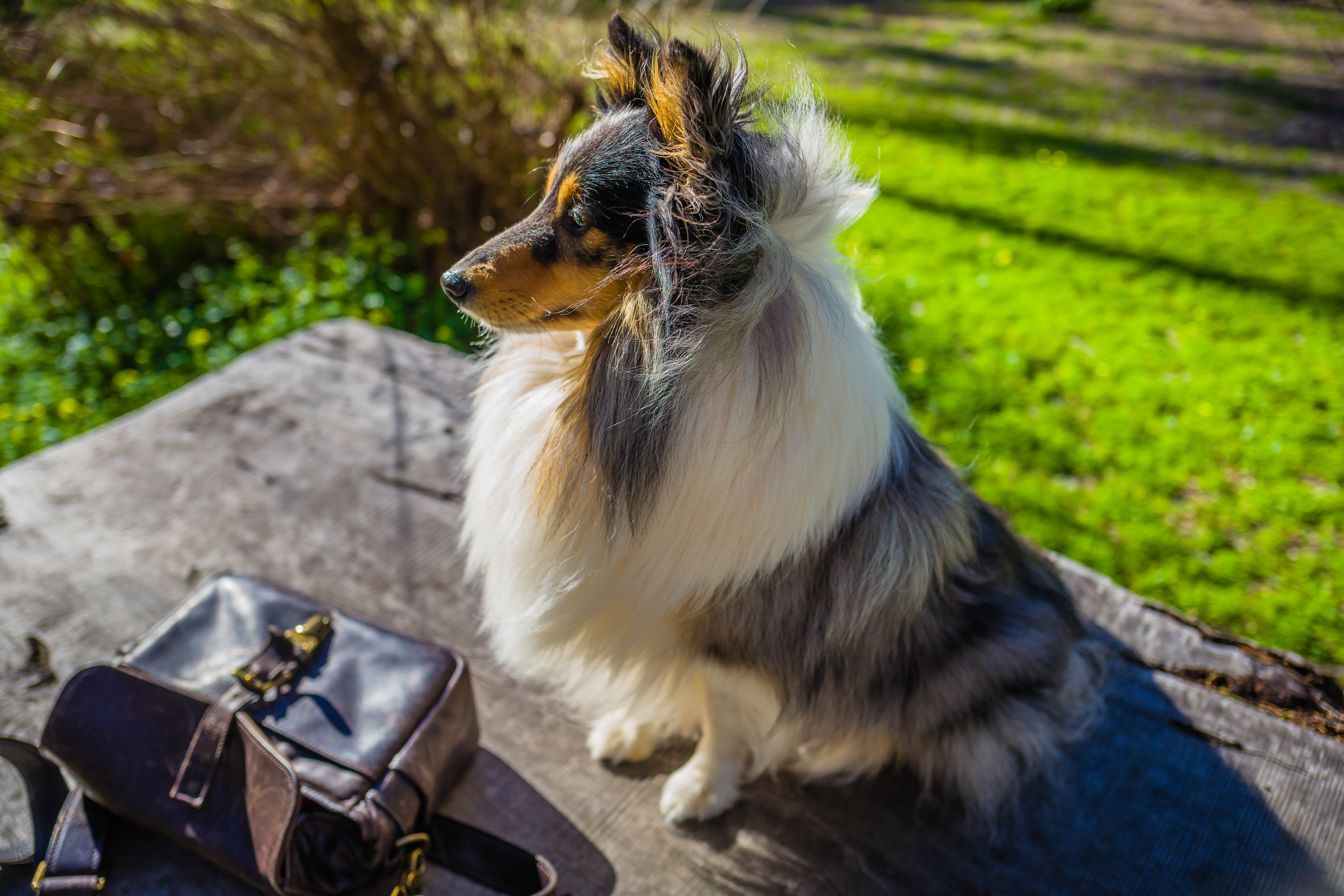 Dog Shetland Sheep Dog Collie Good Boy 6000x4000