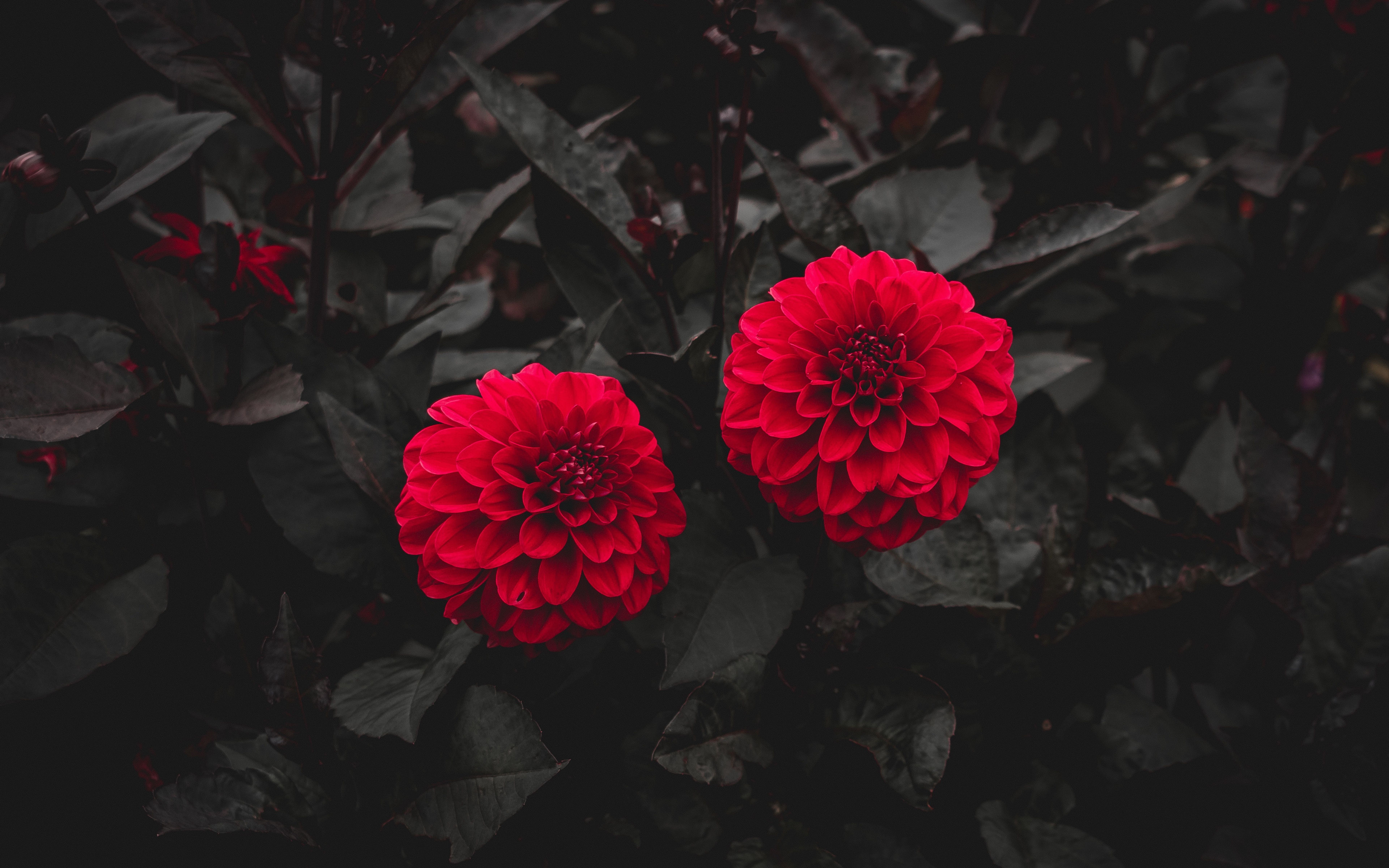 Flowers Nature Dahlias Red Dark Plants Selective Coloring 3840x2400