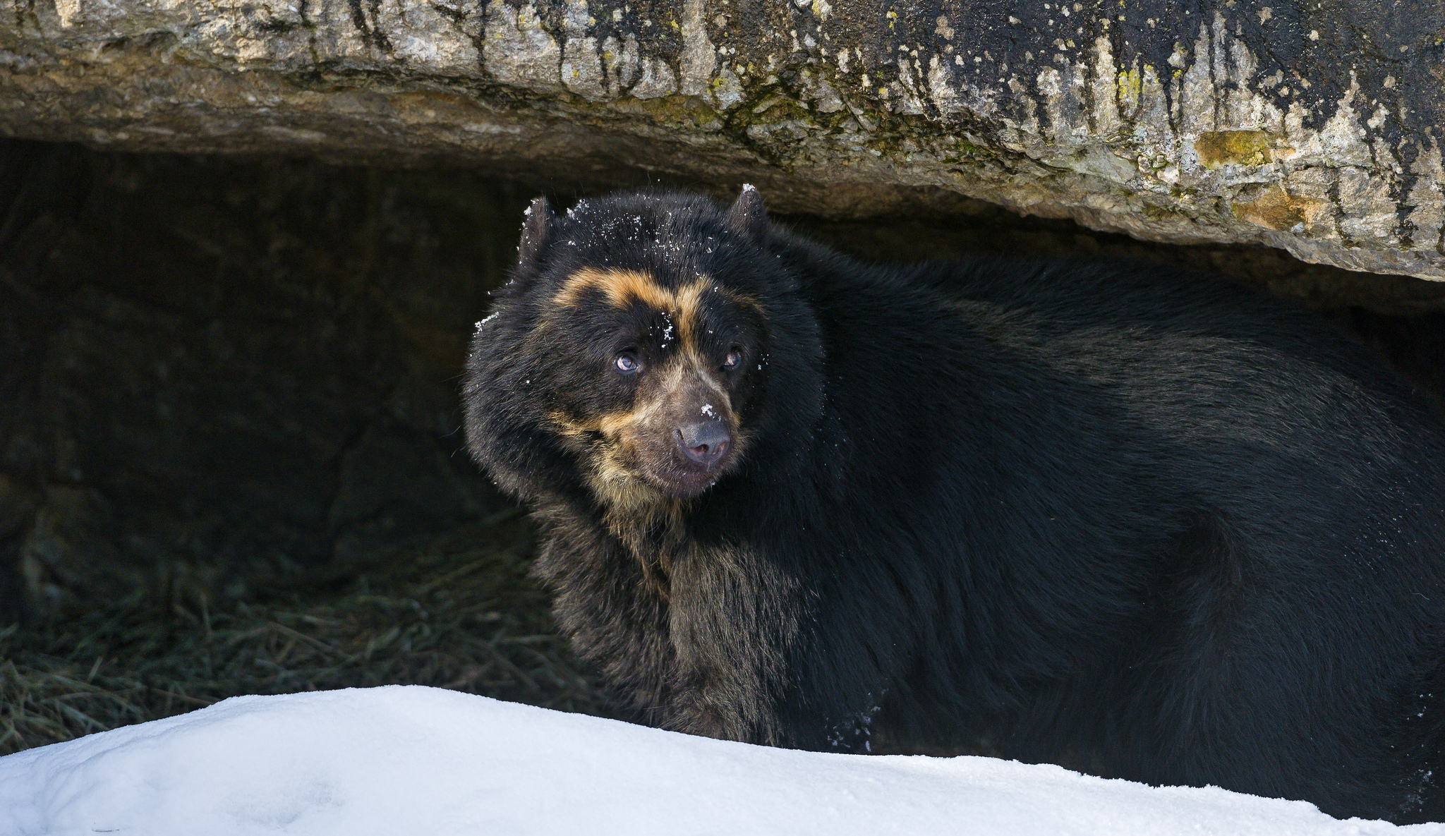 Spectacled Bear 2048x1185