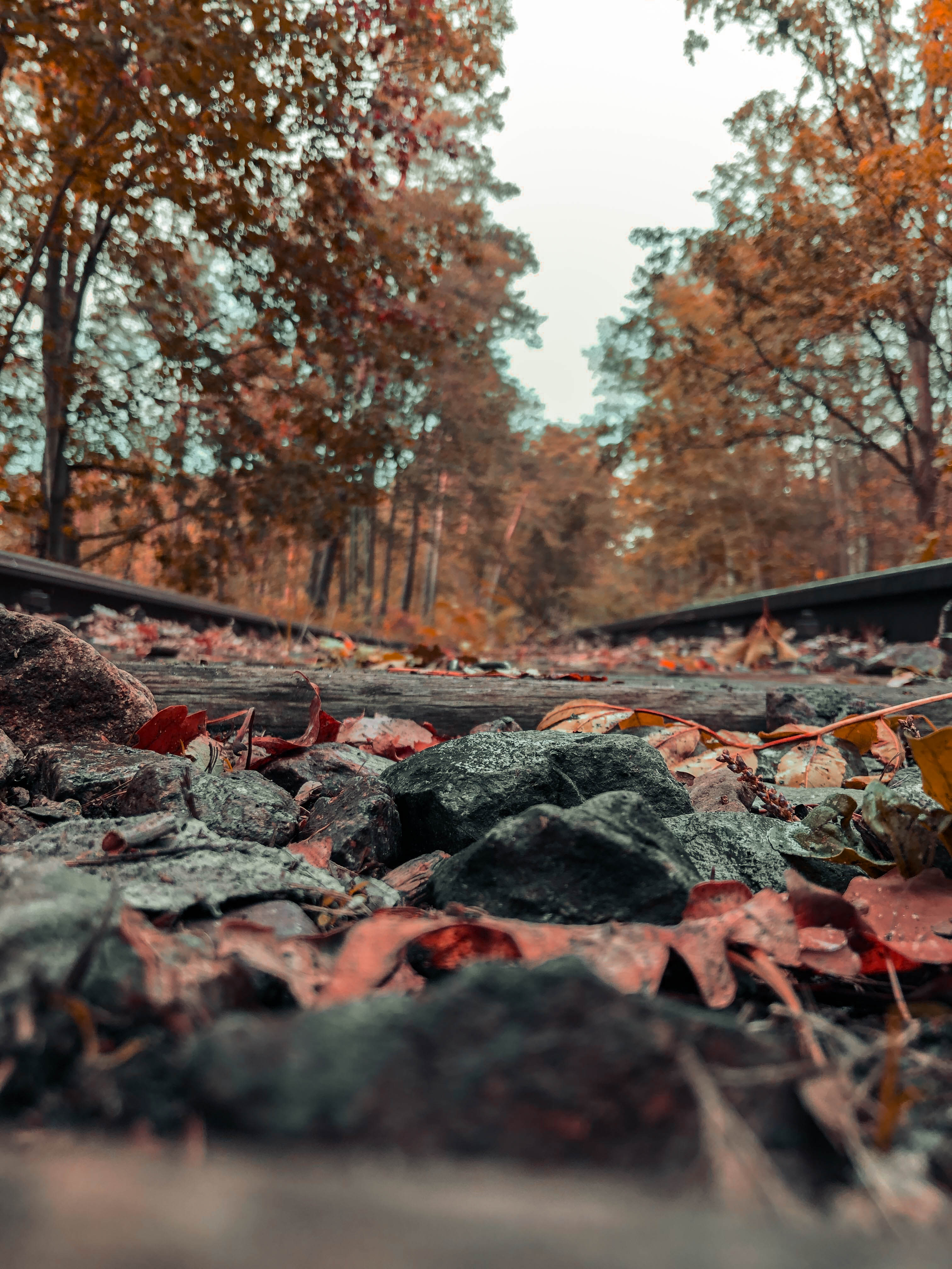 Fall Leaves Nature Color Correction Rocks Landscape Rail Yard Golden Hour Germany 3024x4032