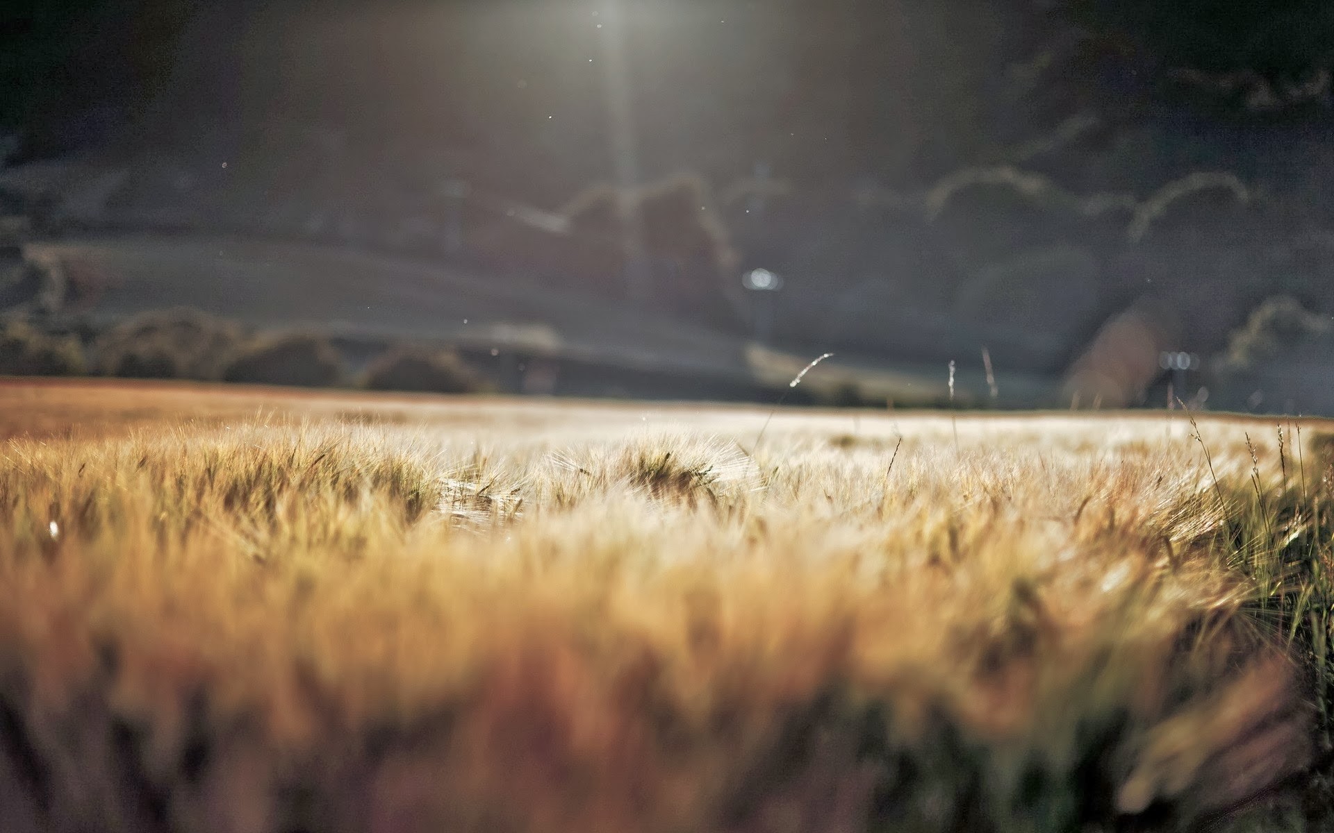 Macro Blurred Grass Nature Field Crops Depth Of Field Sunlight 1920x1200
