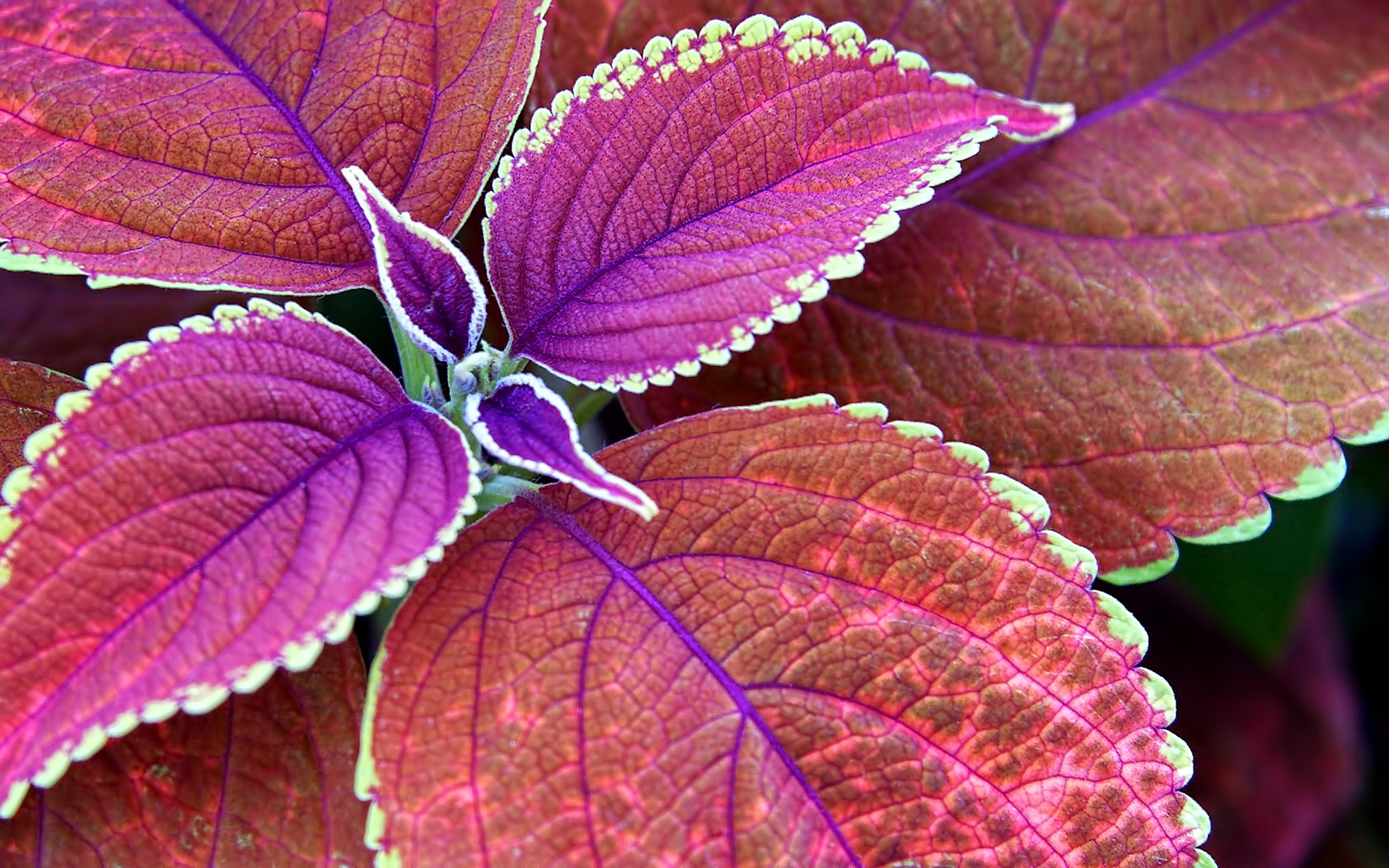 Nature Macro Depth Of Field Purple Fall Leaves Coleus 1920x1200