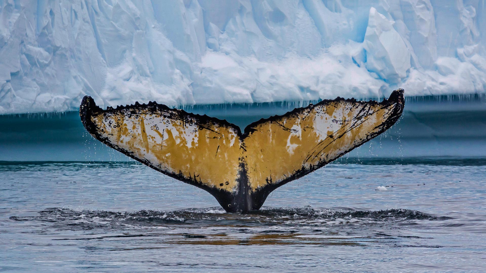Nature Animals Fin Whale Sea Iceberg Water Drops Icicle 1920x1080