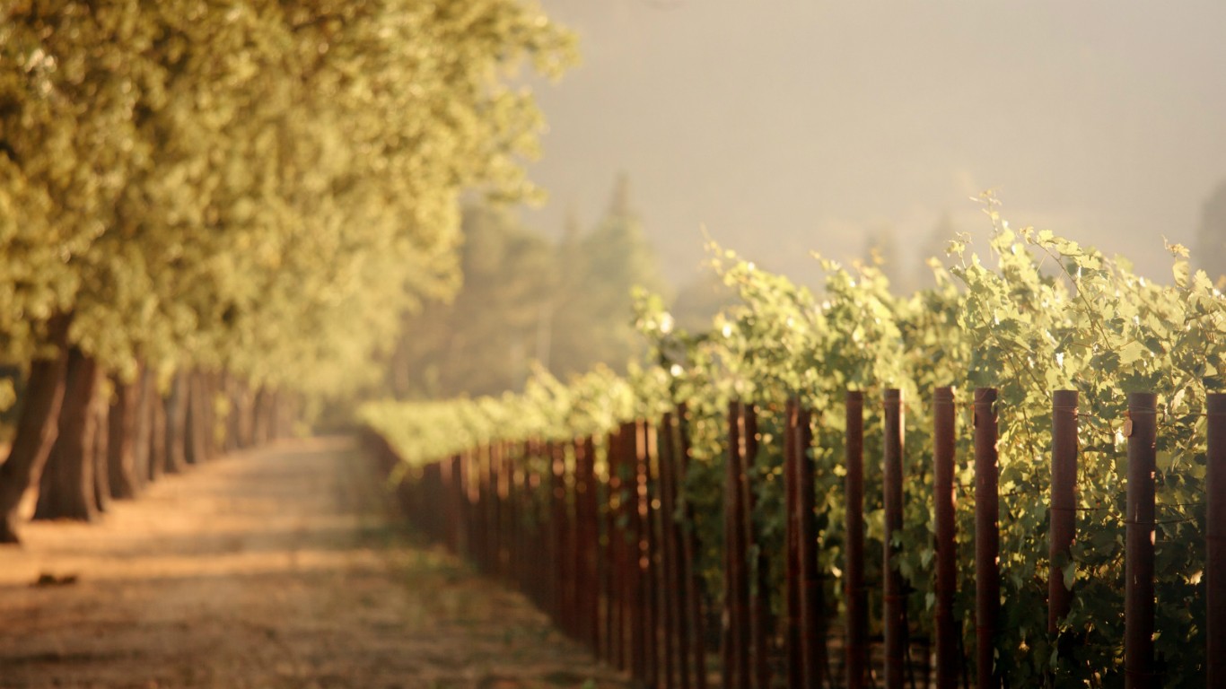 Trees Path Vineyards Landscape Outdoors 1366x768