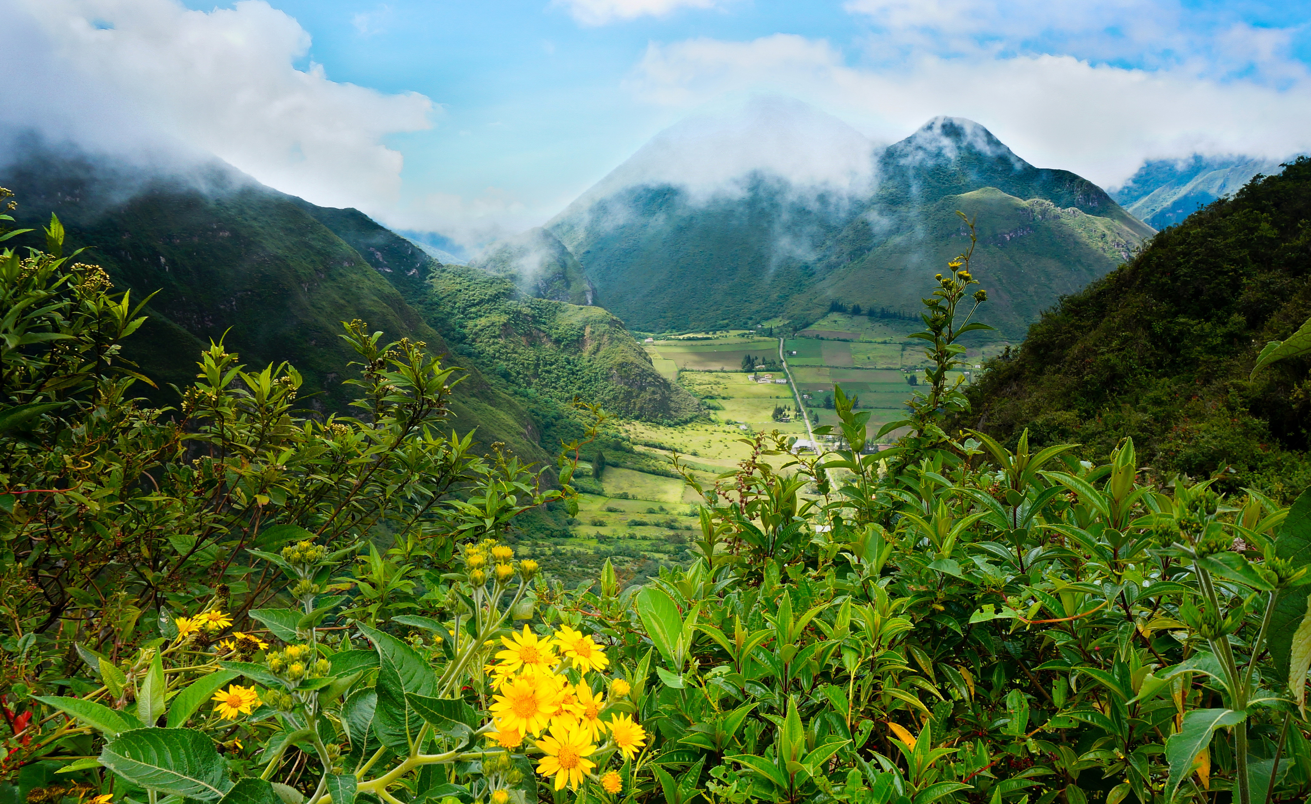 Landscape Mountain Ecuador Fog Flower 4231x2596