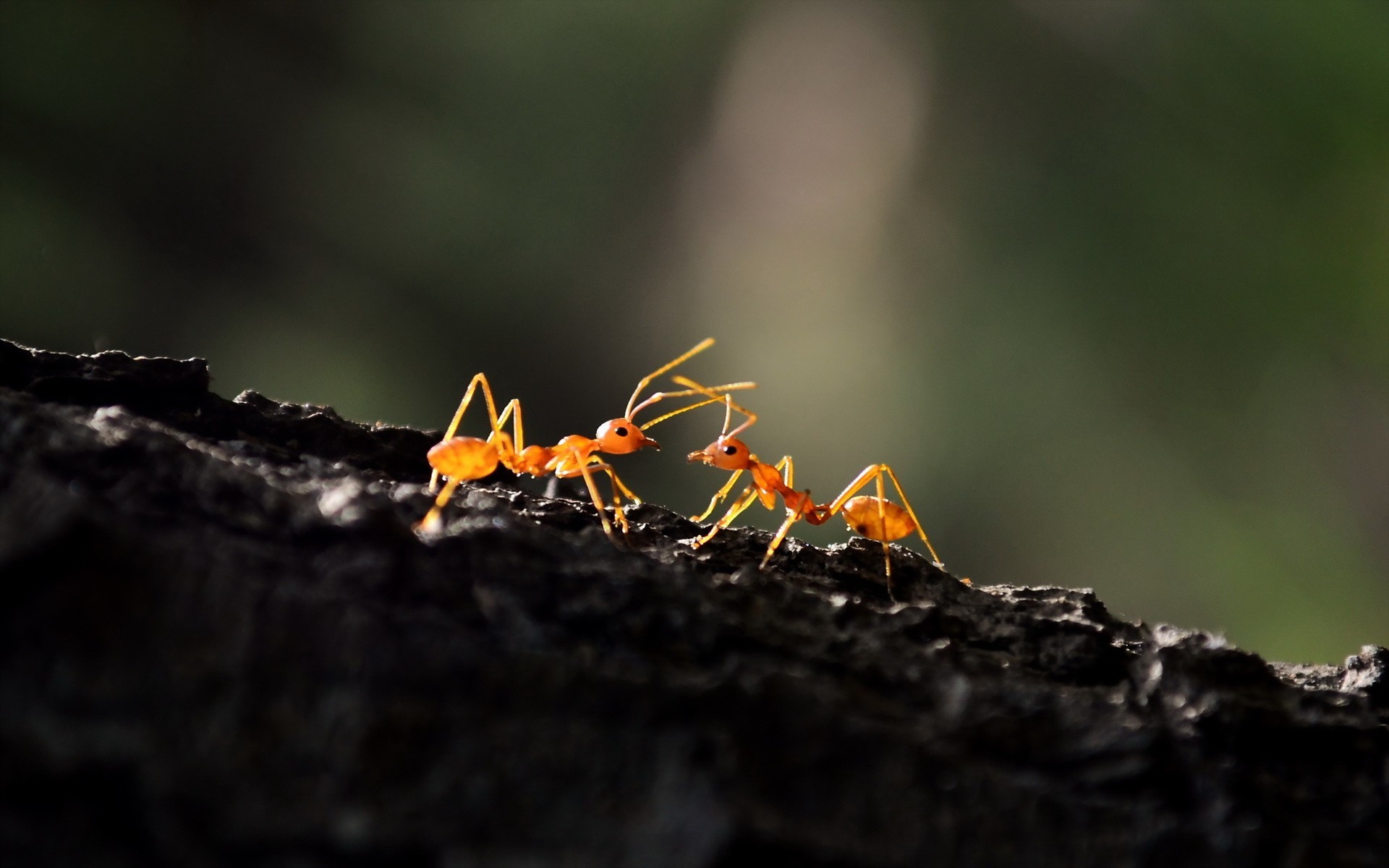 Animals Hymenoptera Macro Ants 1920x1200