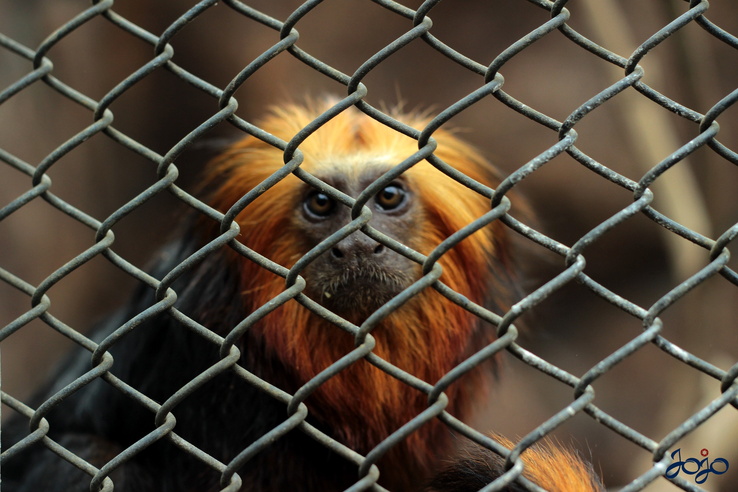 Animals Monkey Cages Apes 2566x1711