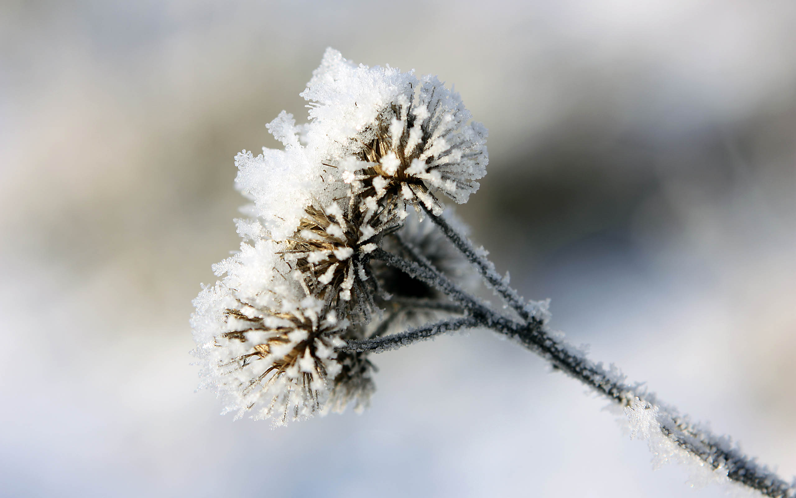 Frozen Wildflower 2560x1600