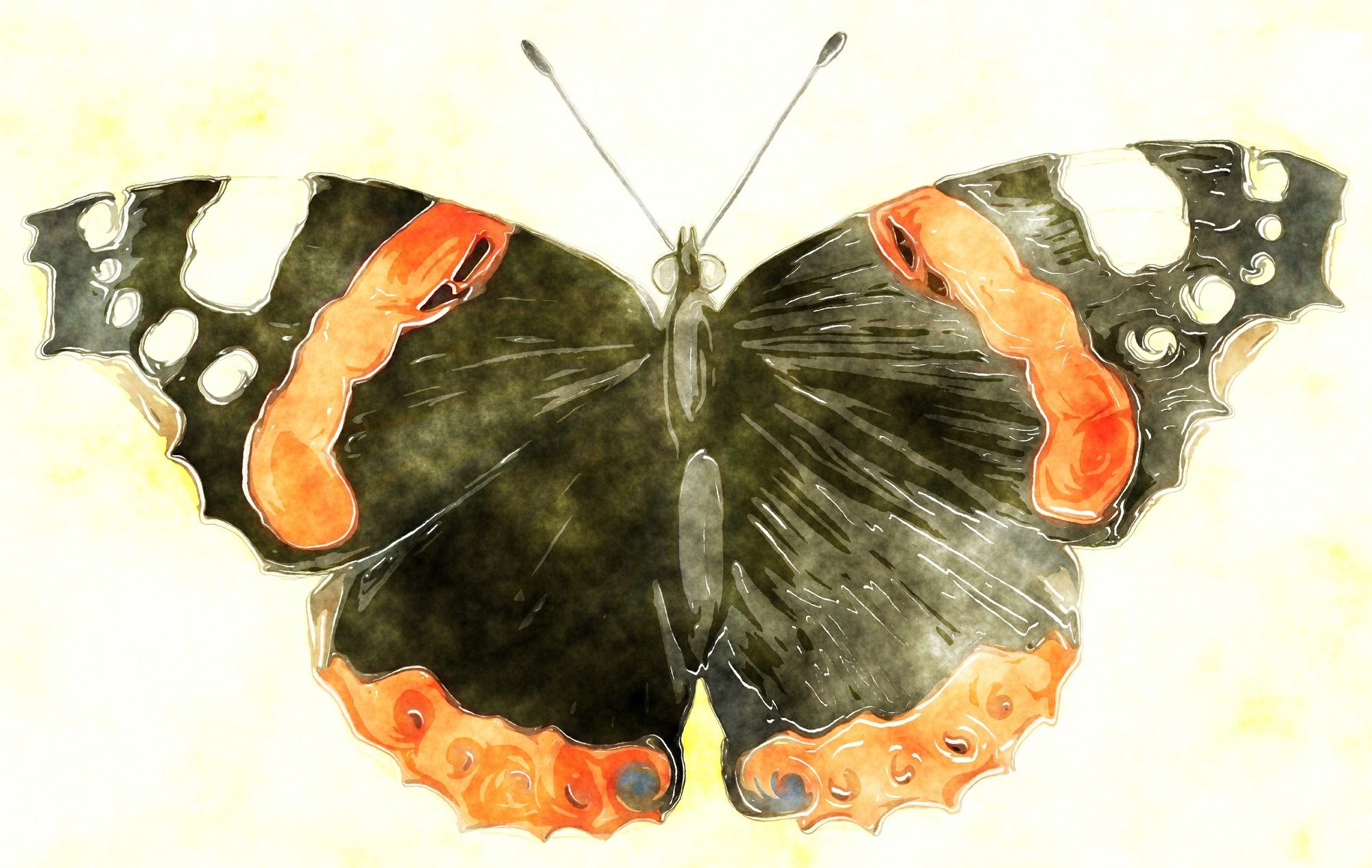 Artistic Watercolor Butterfly 2000x1266