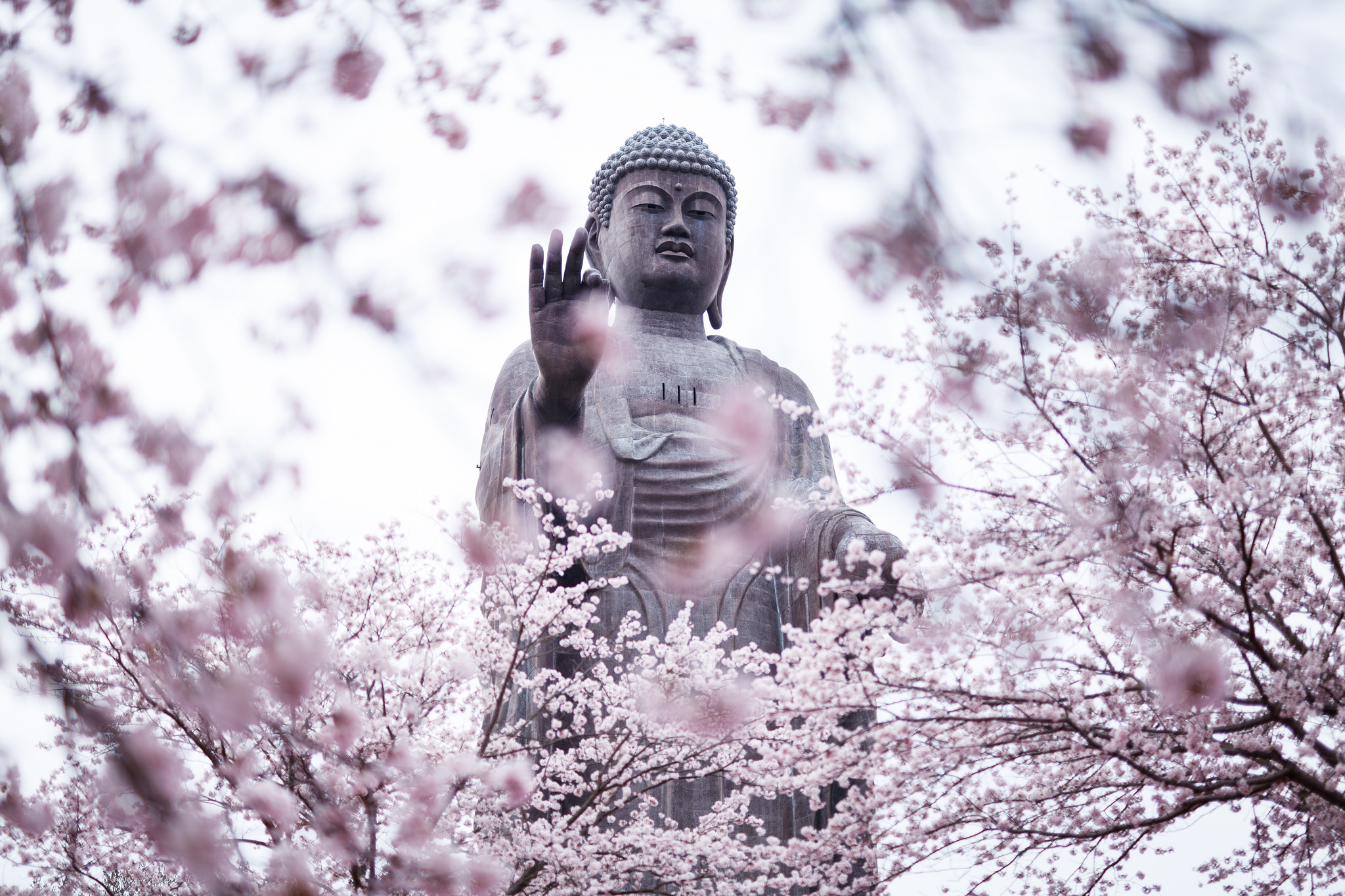 Buddha Spring Blossom Statue 2048x1365