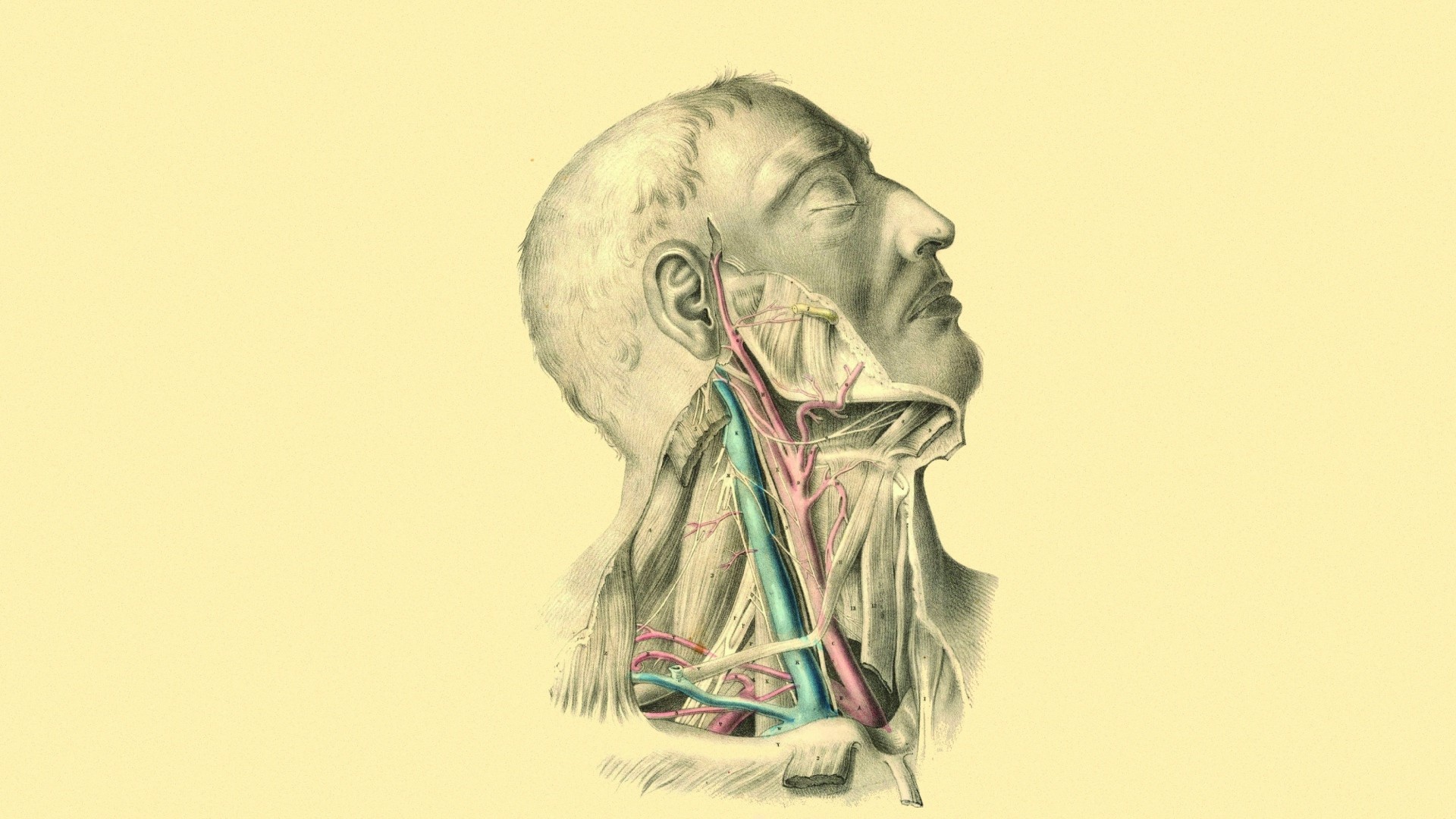 Digital Art Minimalism Men Face Artwork Portrait Veins Drawing Simple Background Anatomy Muscles Ski 1920x1080