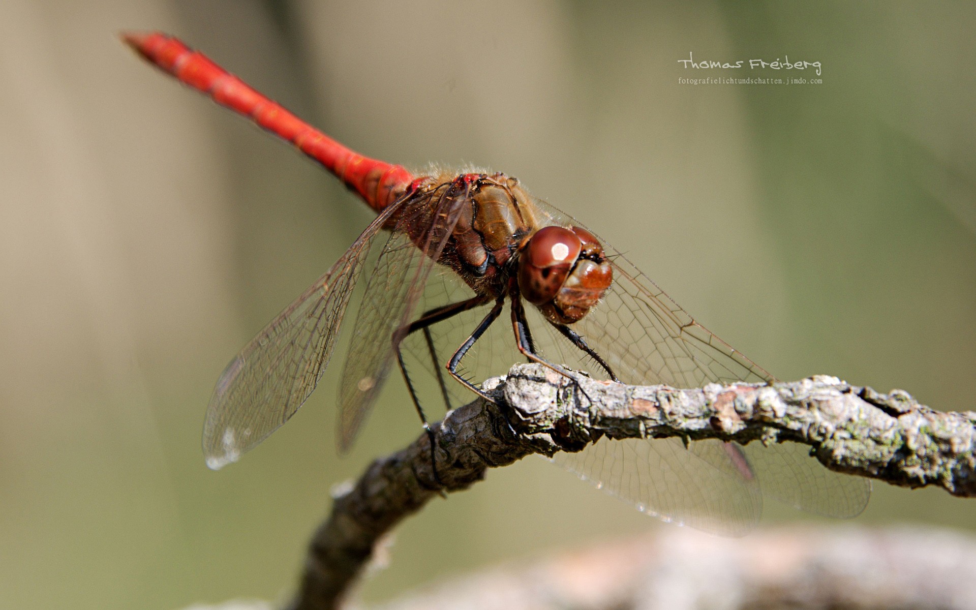 Animals Insect Nature Dragonflies 1920x1200