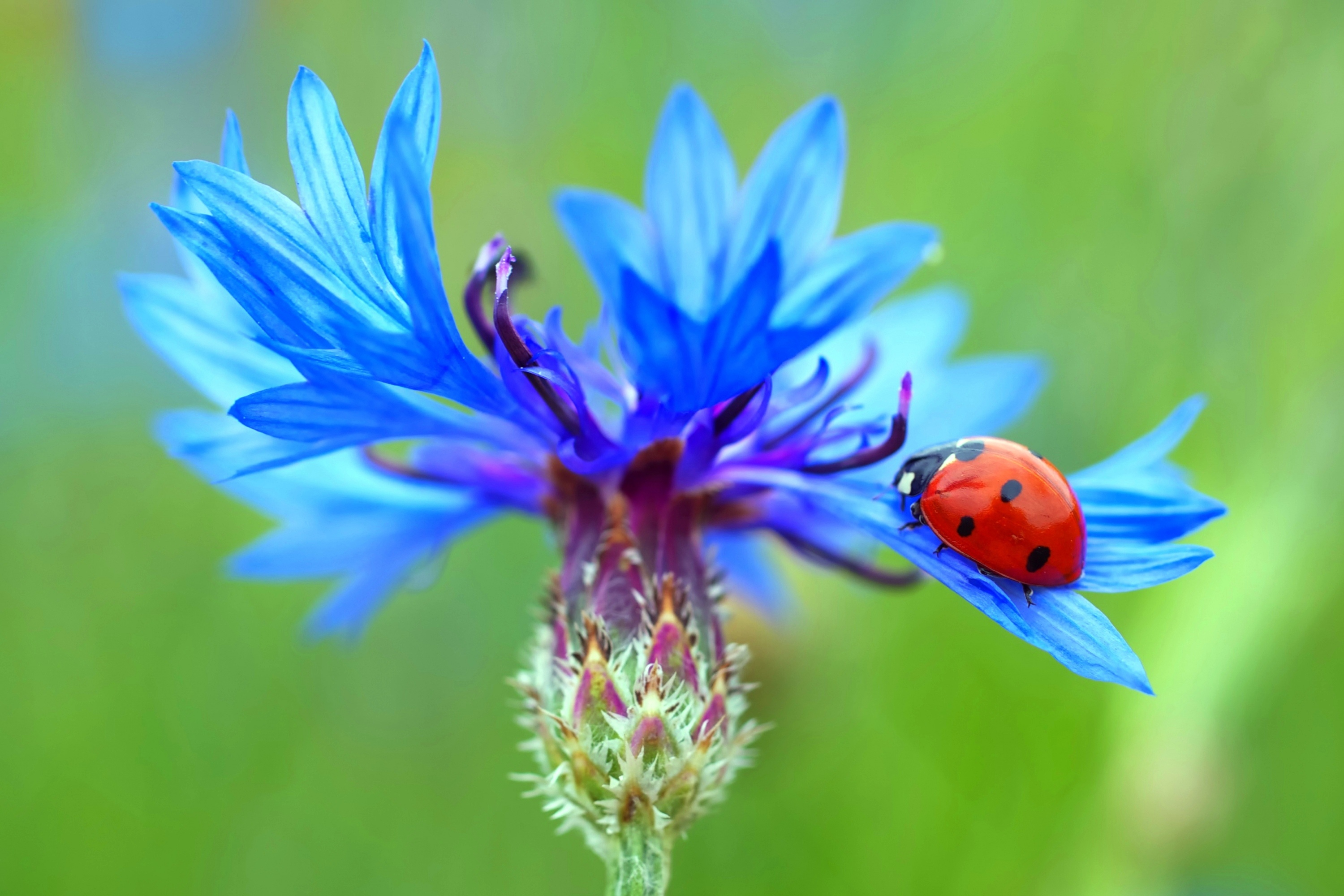 Ladybug Insect Macro Flower Blue Flower Cornflower 3000x2000