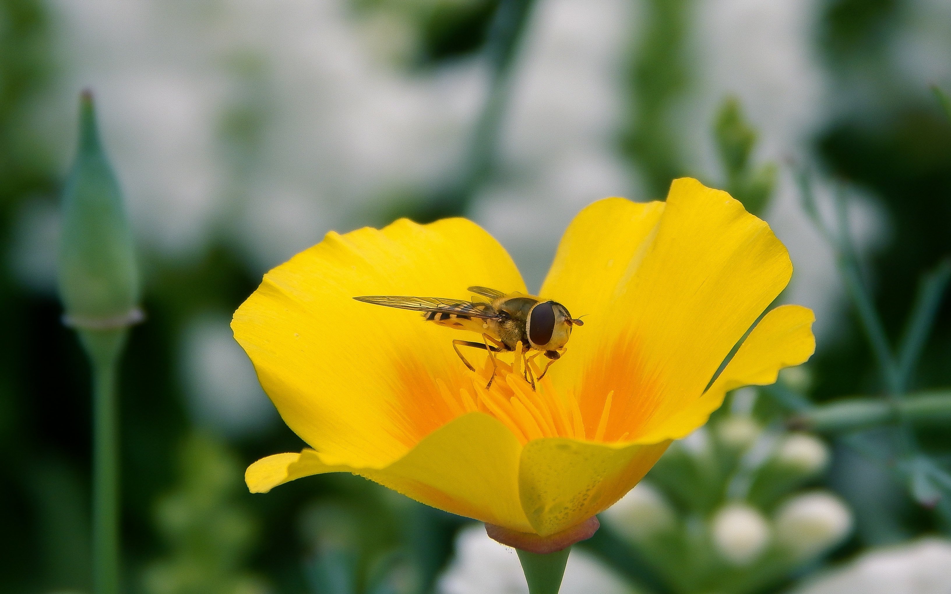 Flower Insect Yellow Flower Fly Hoverfly 3264x2040