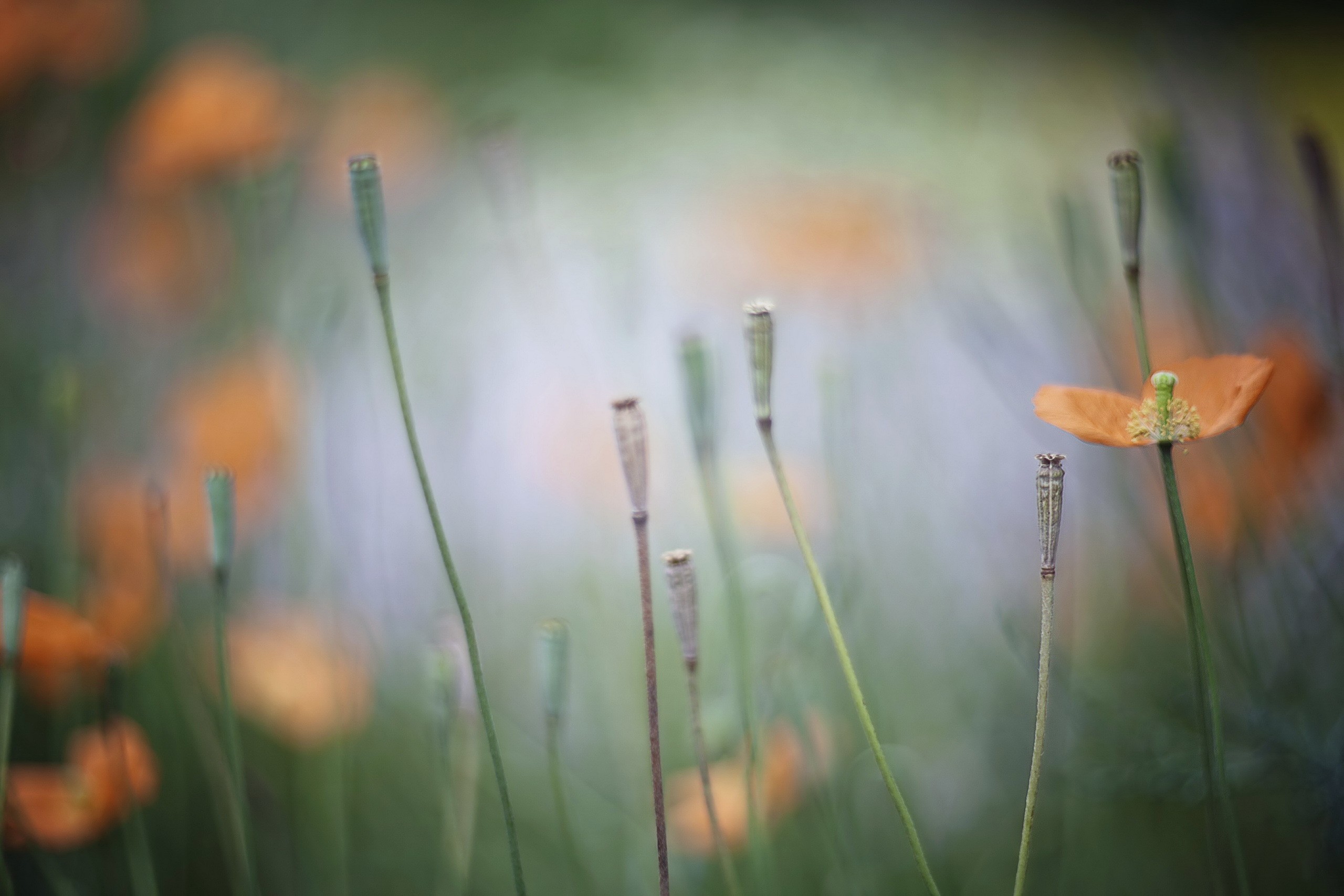 Plants Flowers Orange Flowers Petals 2560x1707