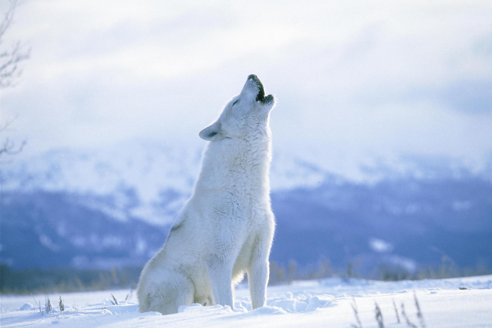 Animal Arctic Wolf 2000x1333