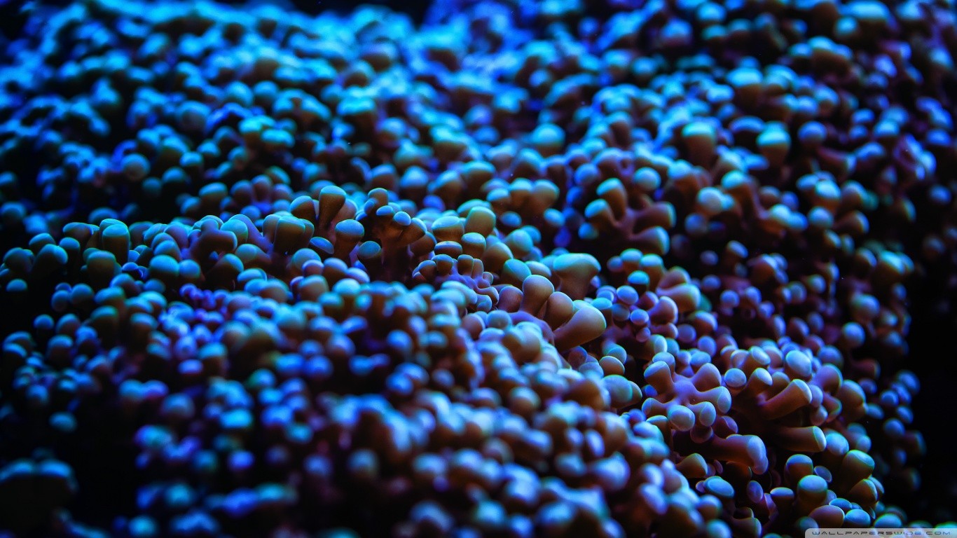 Water Sea Sea Anemones Depth Of Field Underwater Blue 1366x768