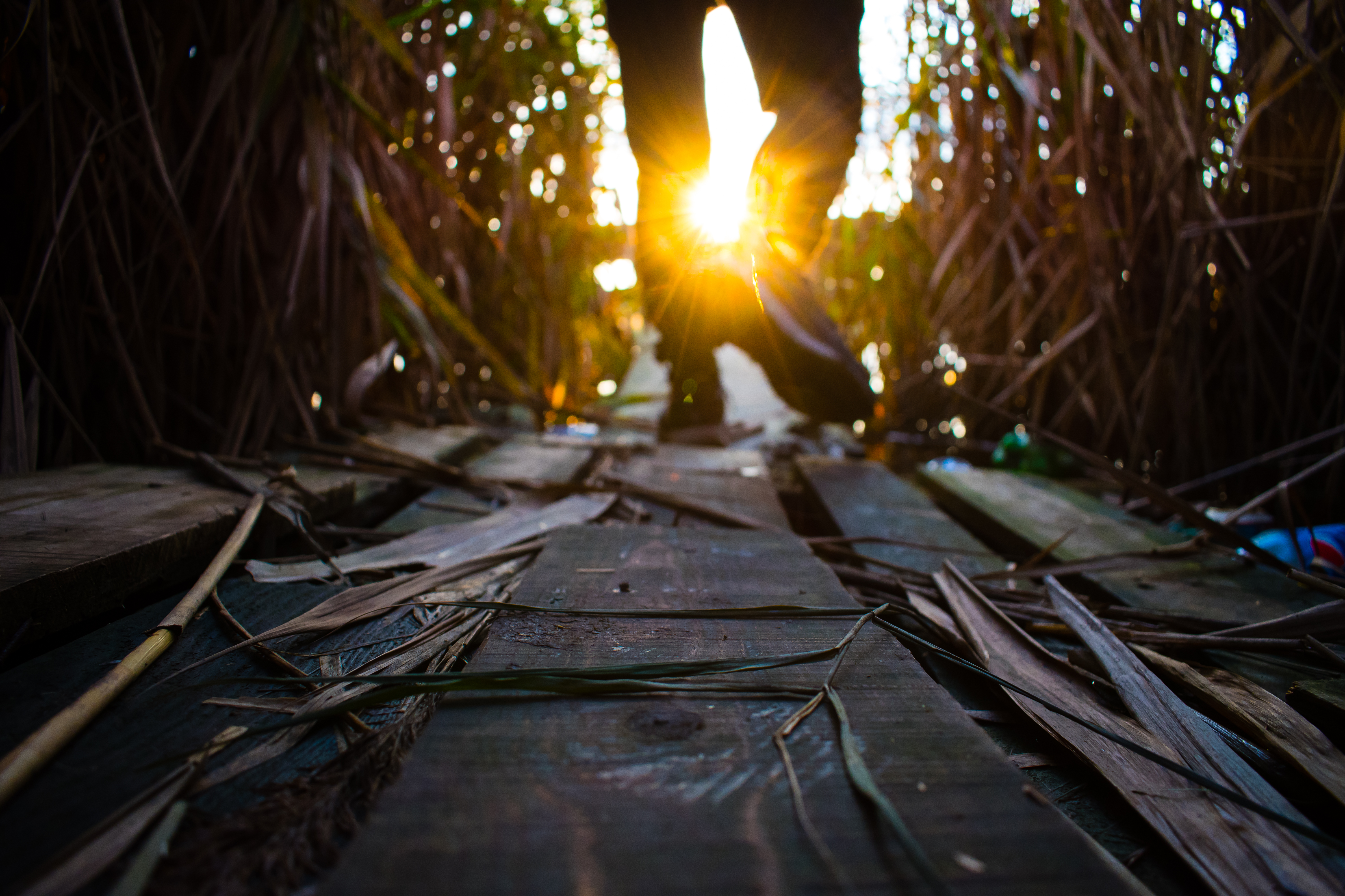 Wood Planks Nature Daylight 6000x4000