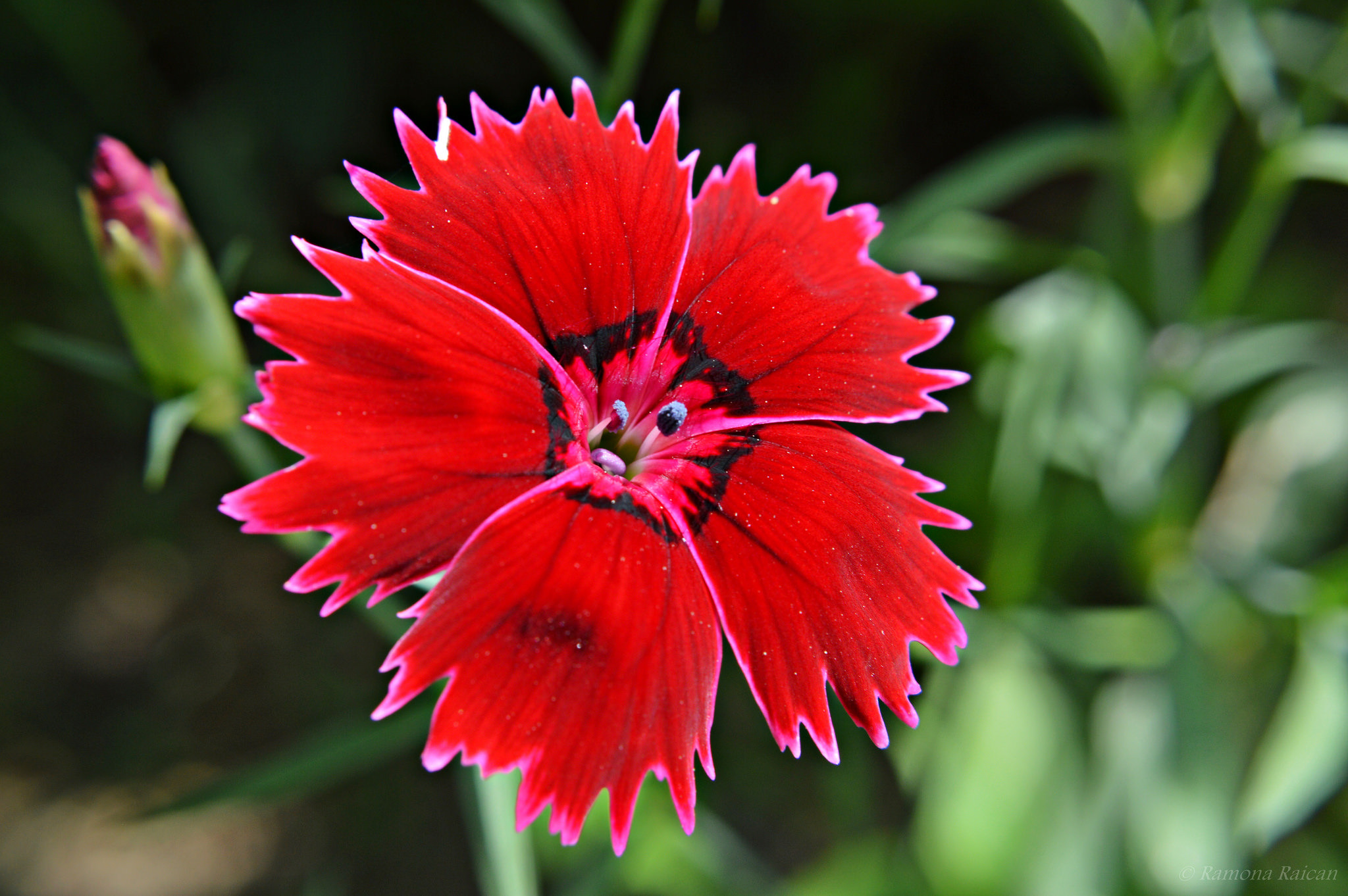 Earth Flower Dianthus Carnation Close Up Red Flower 2048x1362