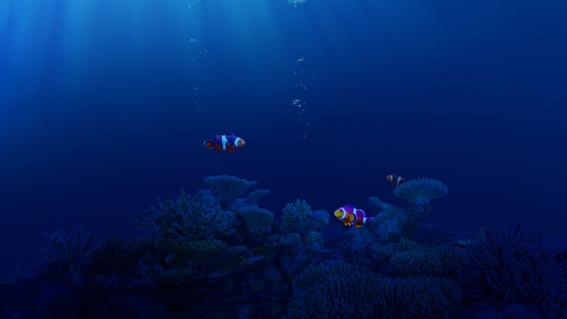 Nemo Fish In Coral 3d Live Wallpaper Download  MobCup