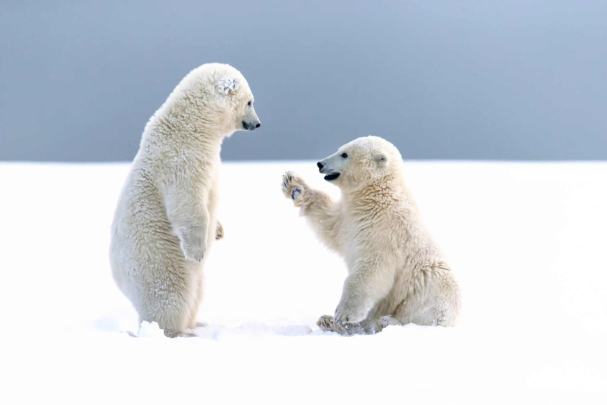 Animals Bears Polar Bears Cubs Baby Animals Snow 2048x1366