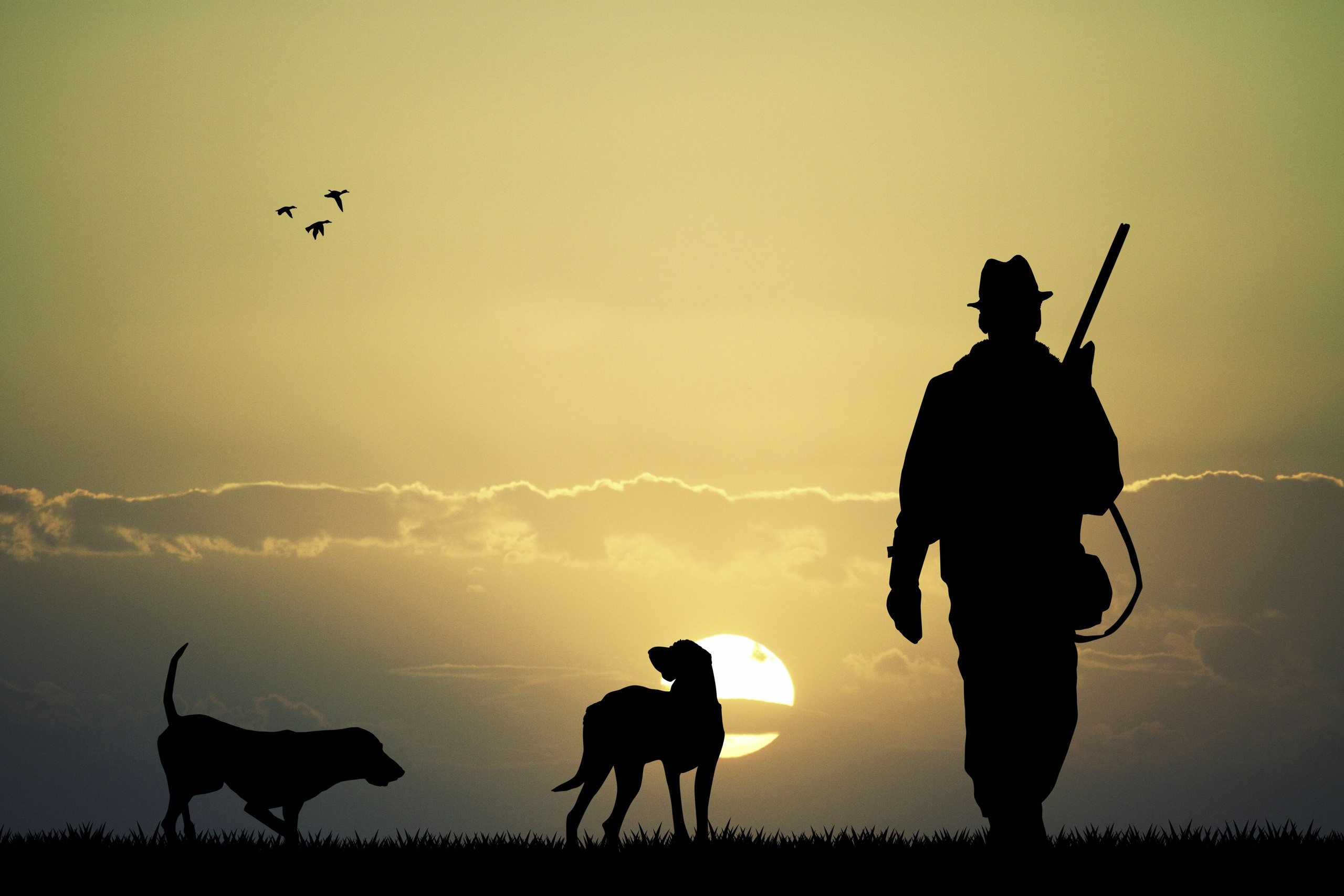 Dog Sun Men Hunting Gun Rifles 2560x1707
