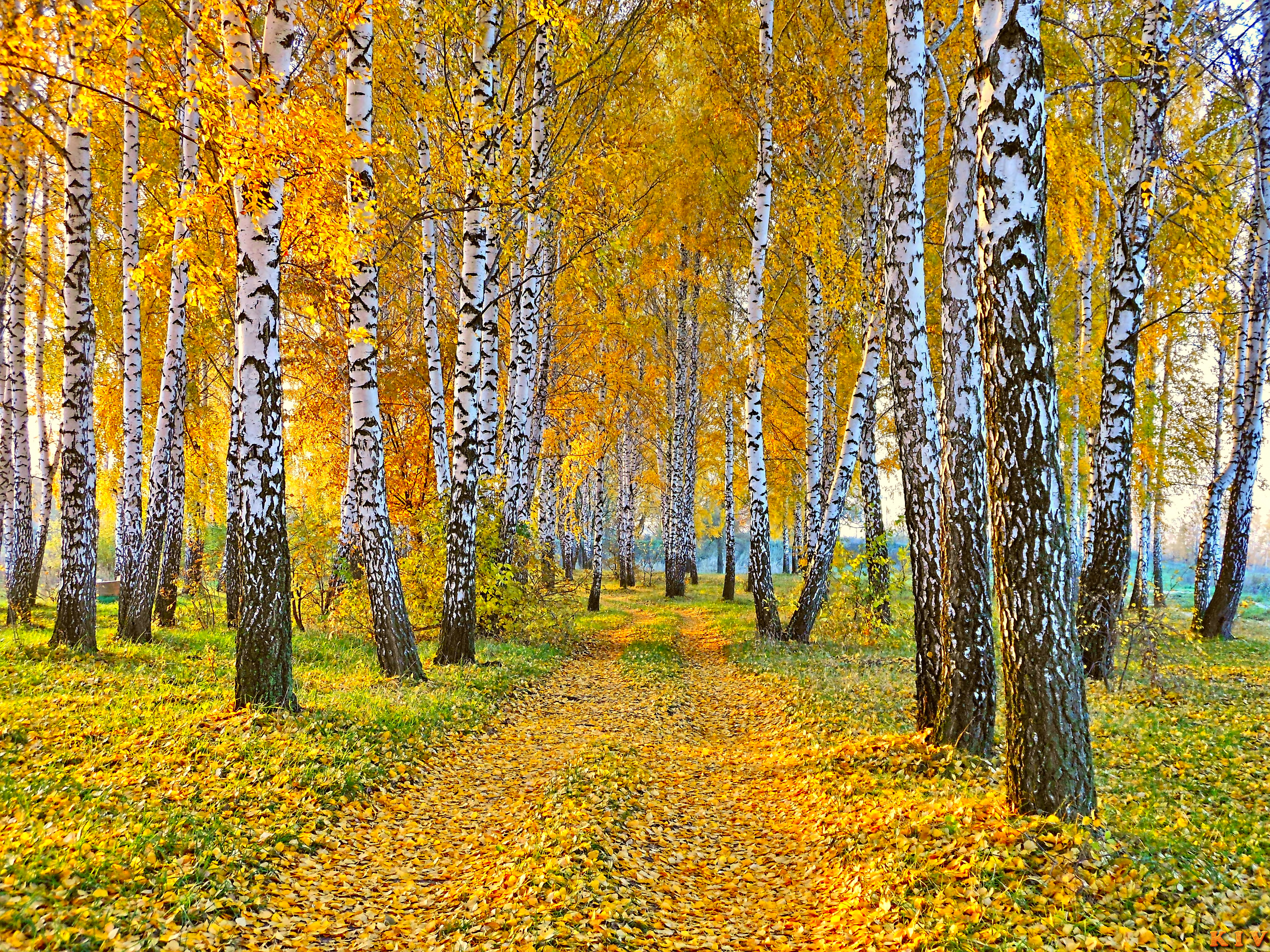 Earth Birch Forest Fall Foliage 4608x3456