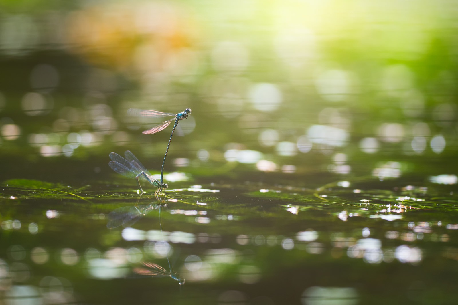 Photography Bokeh Macro Dragonflies Insect Water Leaves 1600x1066