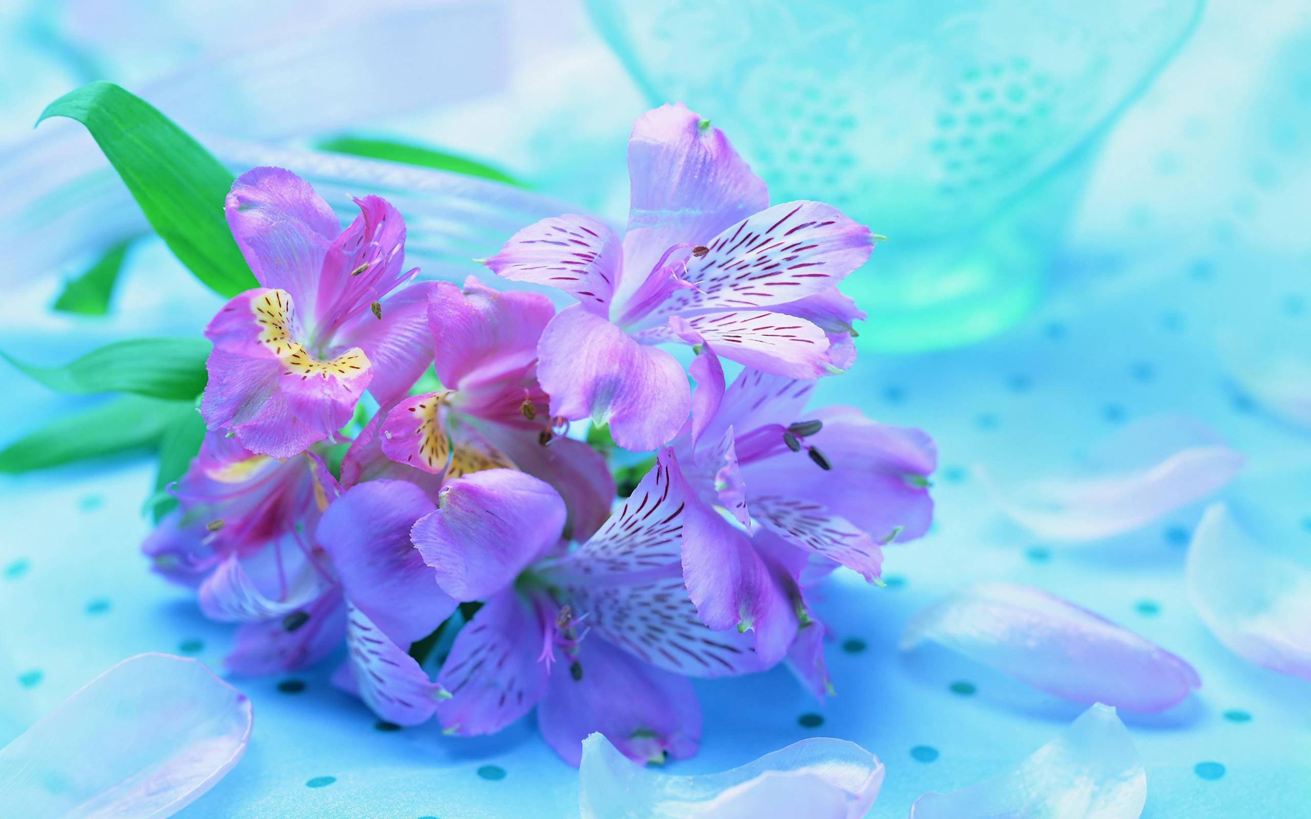Iris Flower 2560x1600
