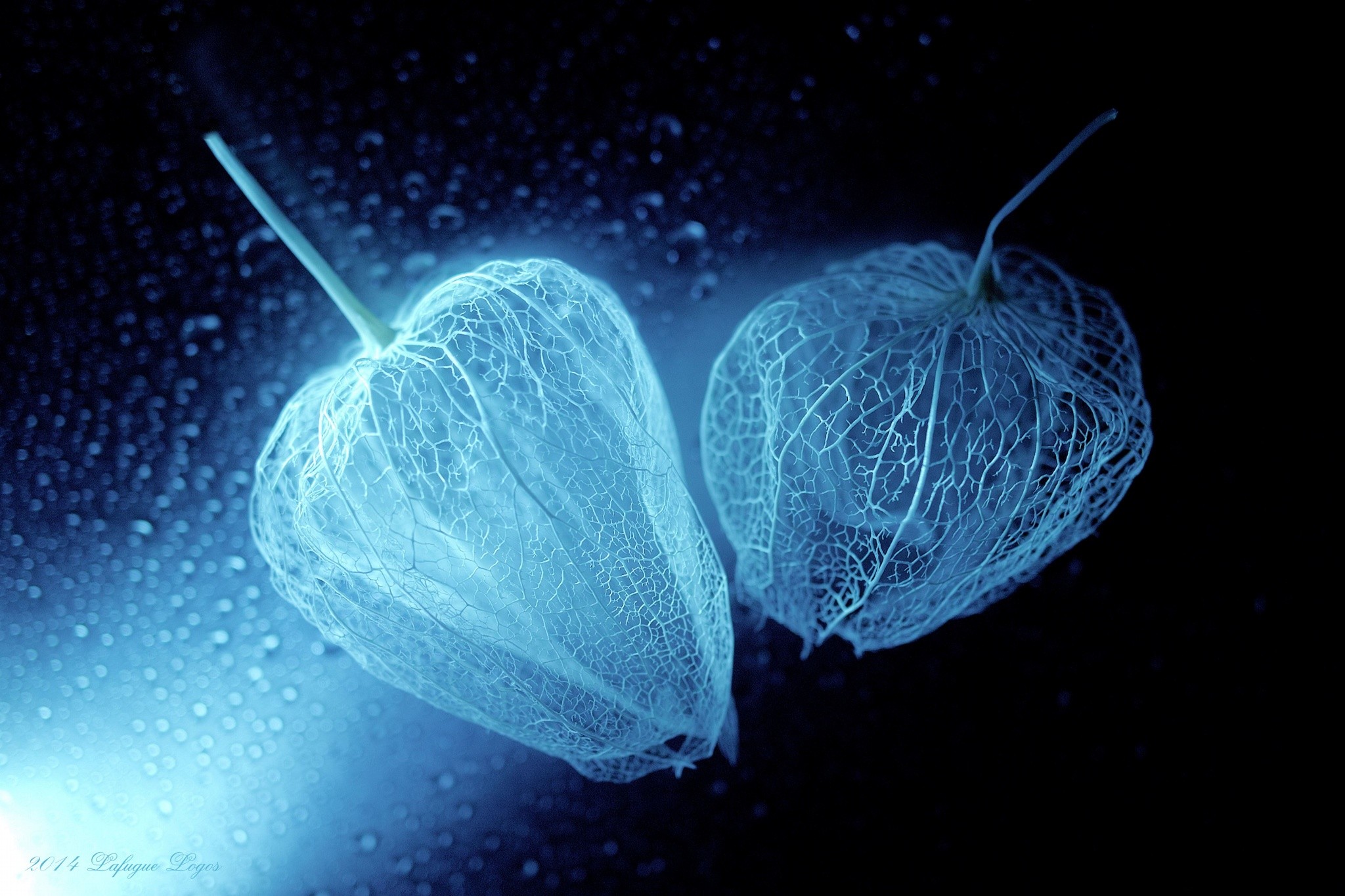 Fruit Chinese Lantern Macro Cyan Black Background Simple 2048x1365