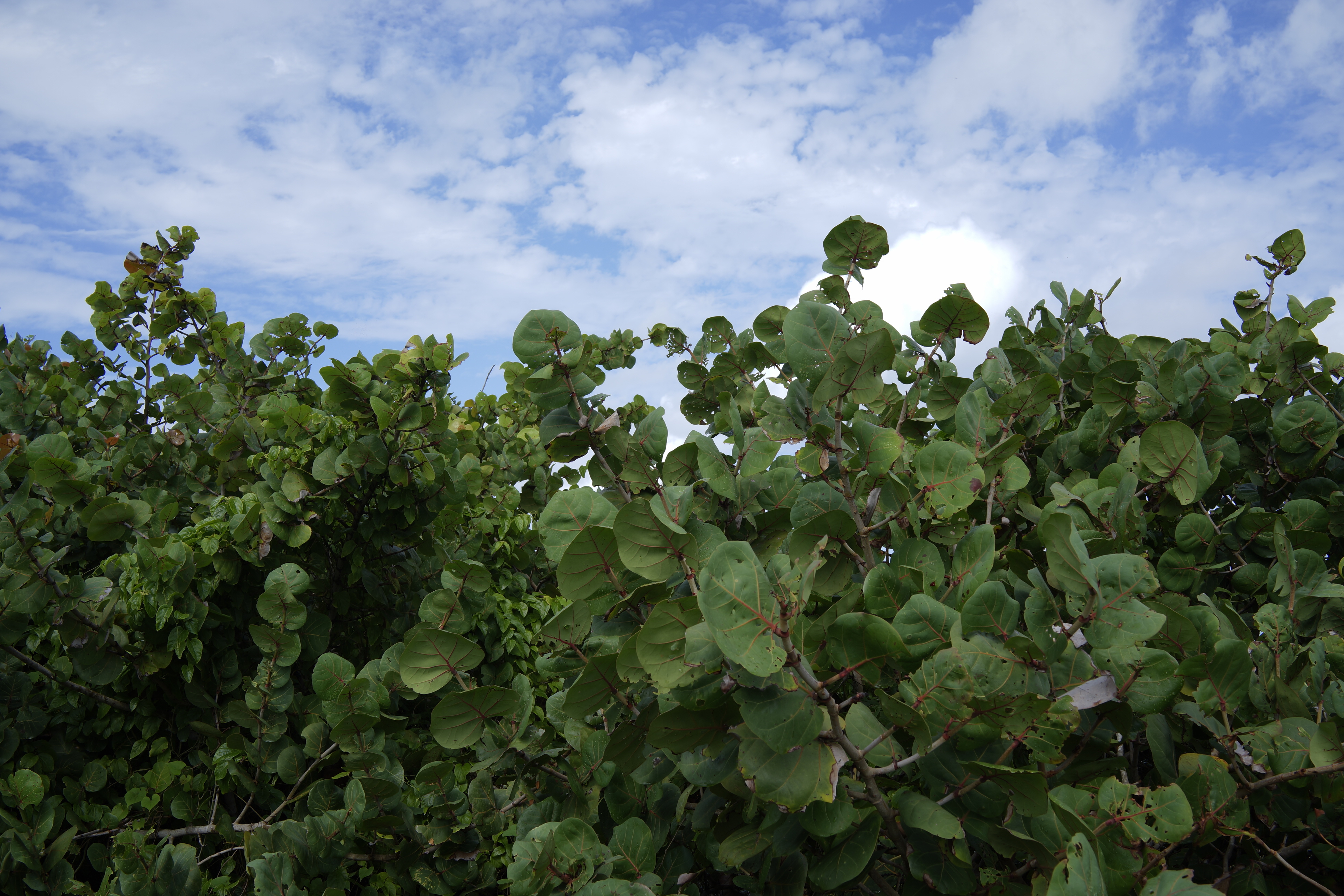 Jamaica Nature Plants 3936x2624