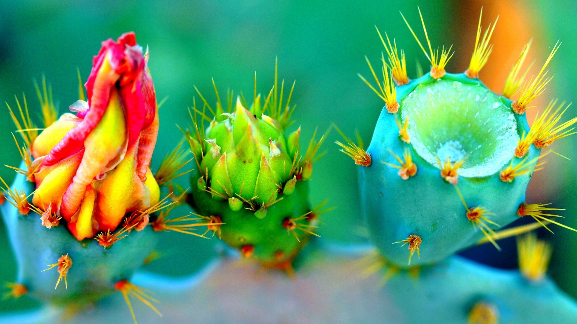 Nature Flowers Closeup Thorns Colorful Macro Depth Of Field Vibrant Cactus Turquoise Green 1920x1080